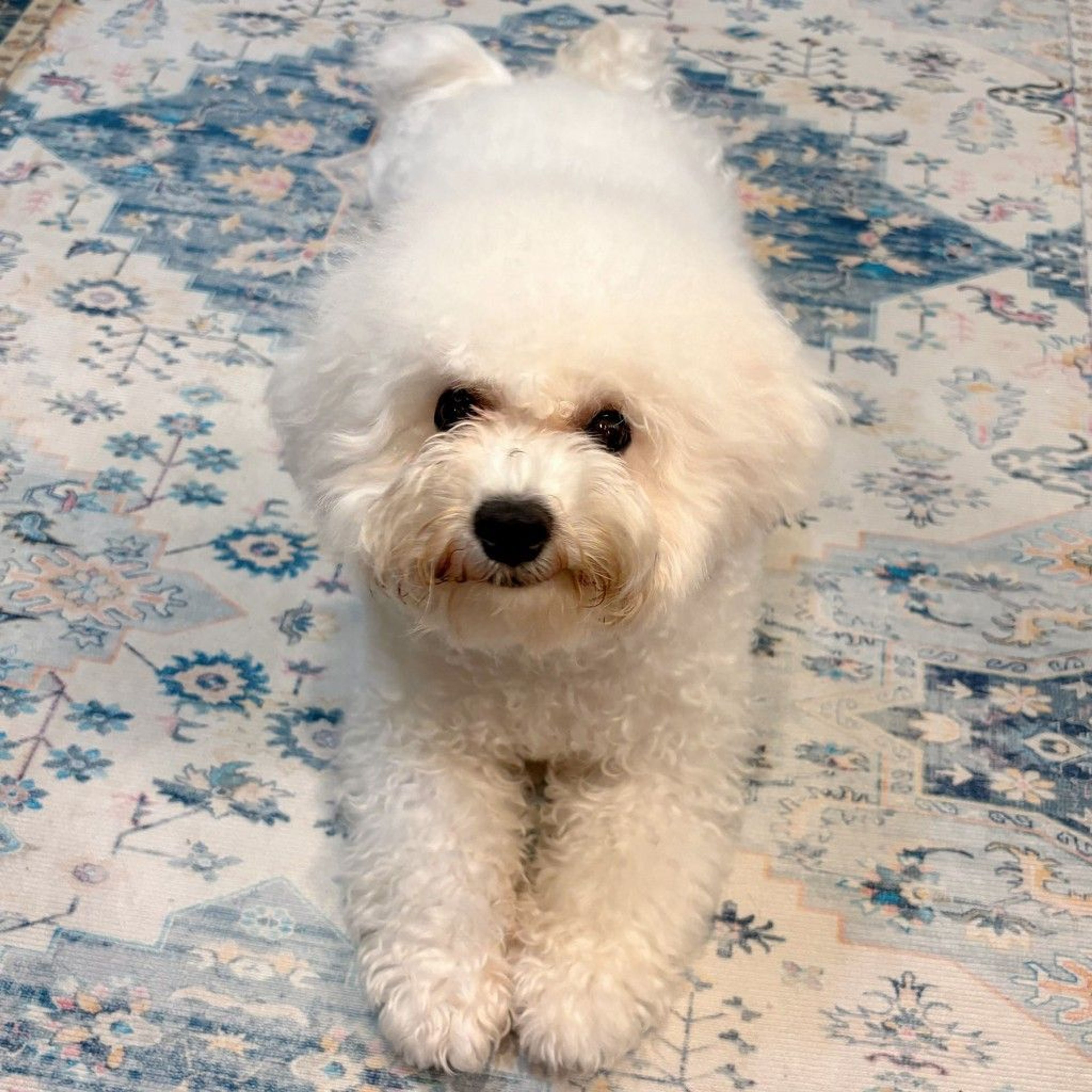 pet-image-7