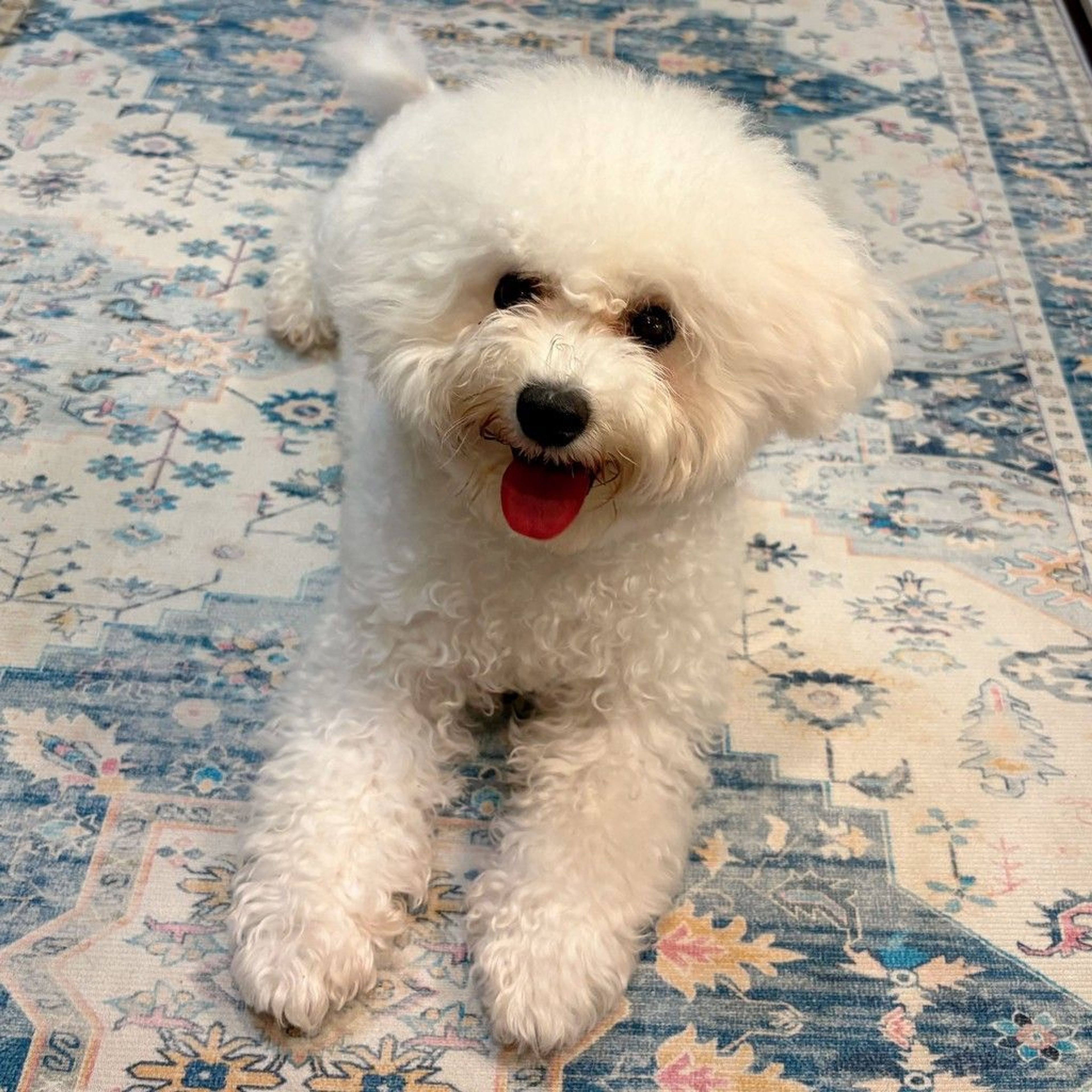 pet-image-8