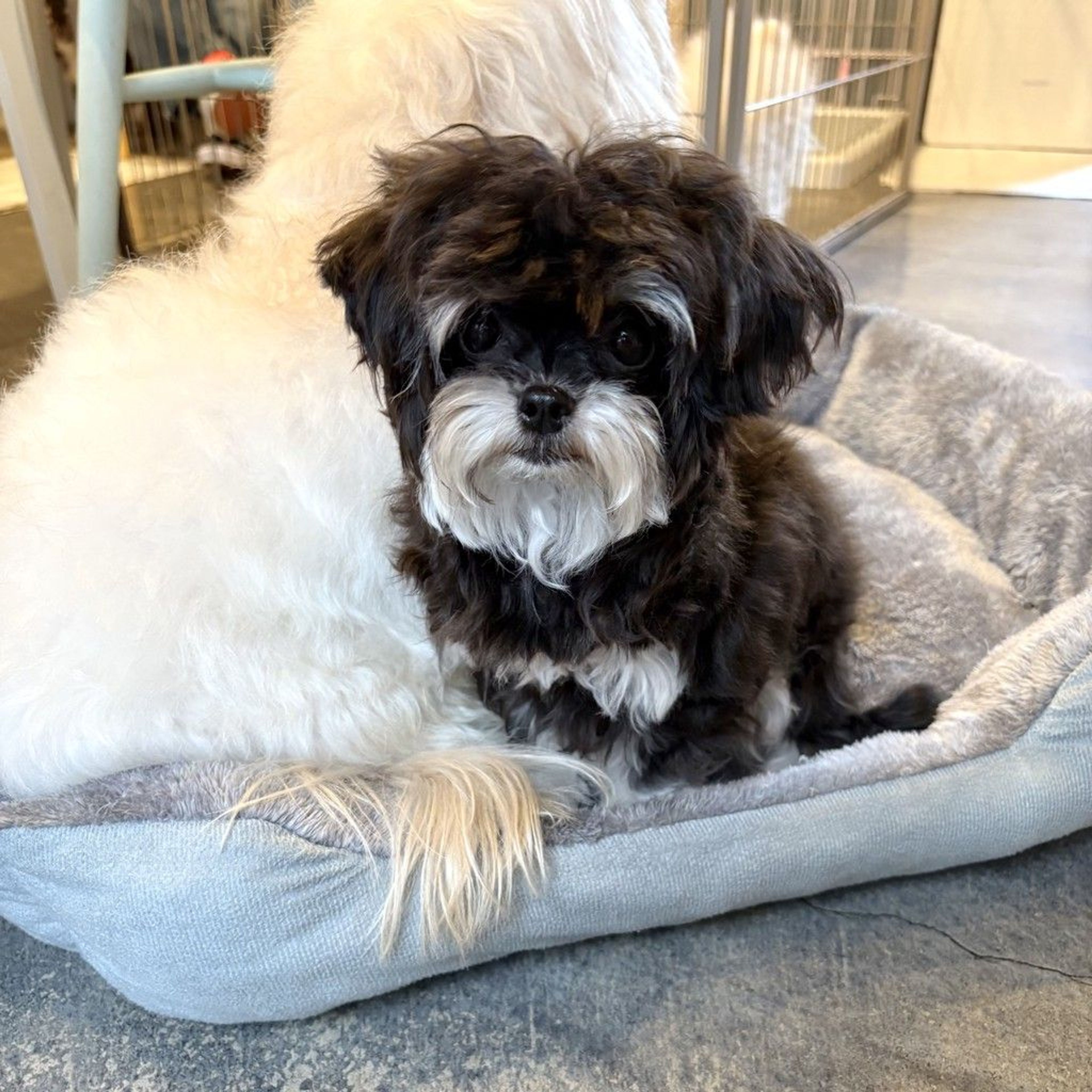 pet-image-2