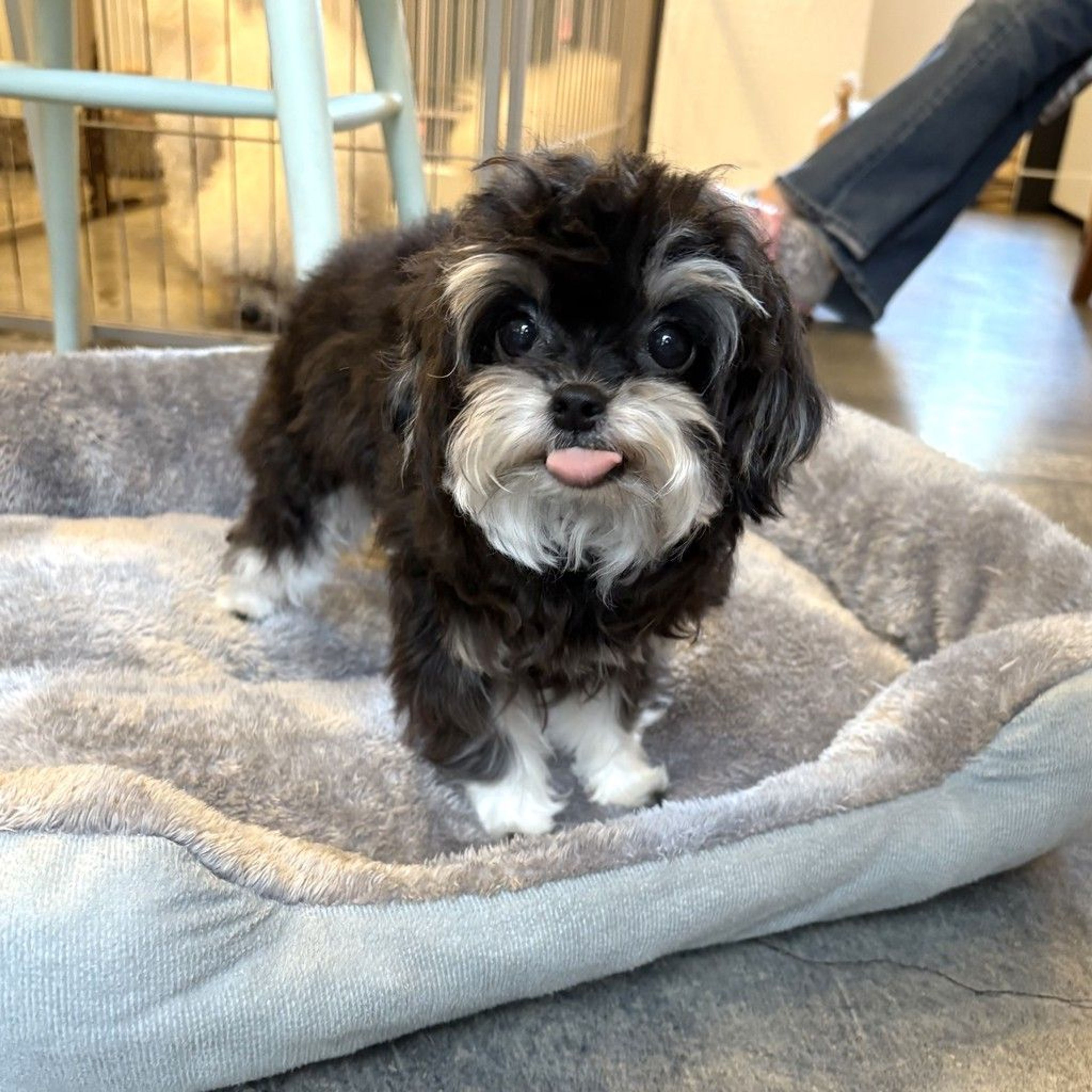 pet-image-3