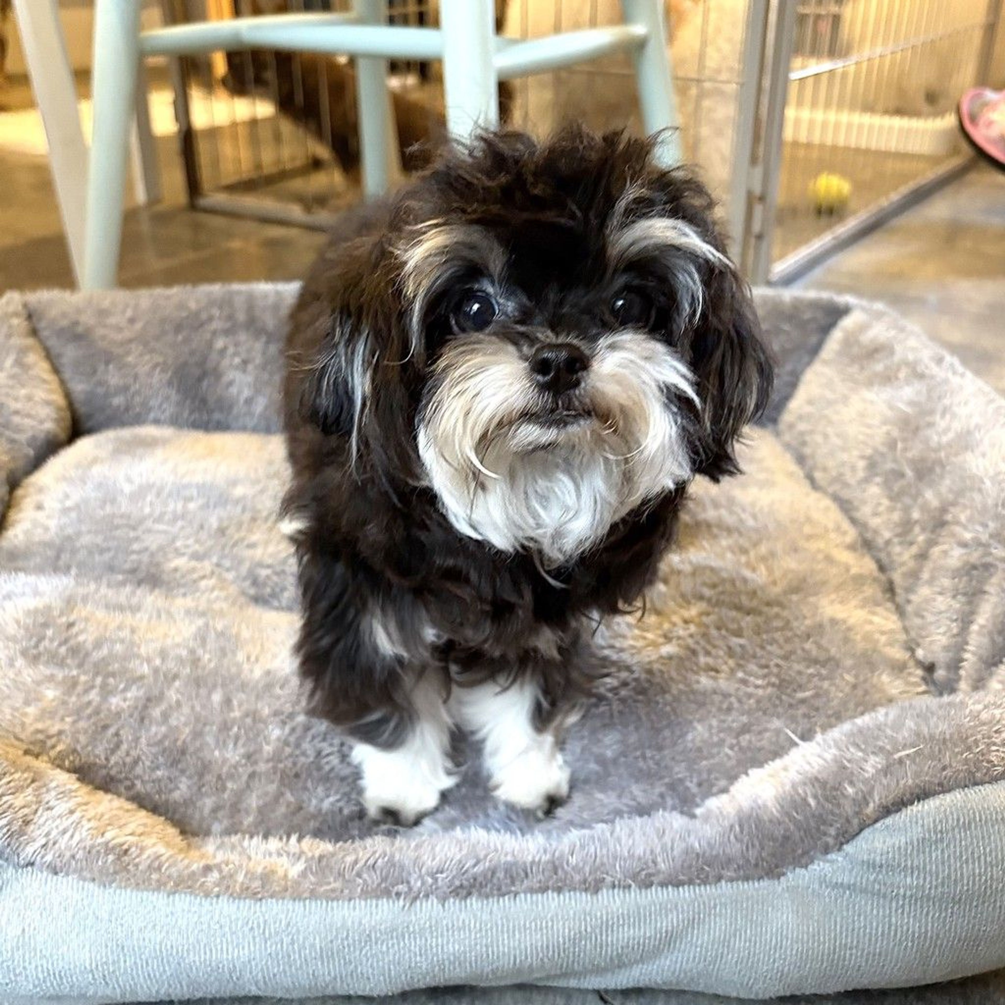 pet-image-4