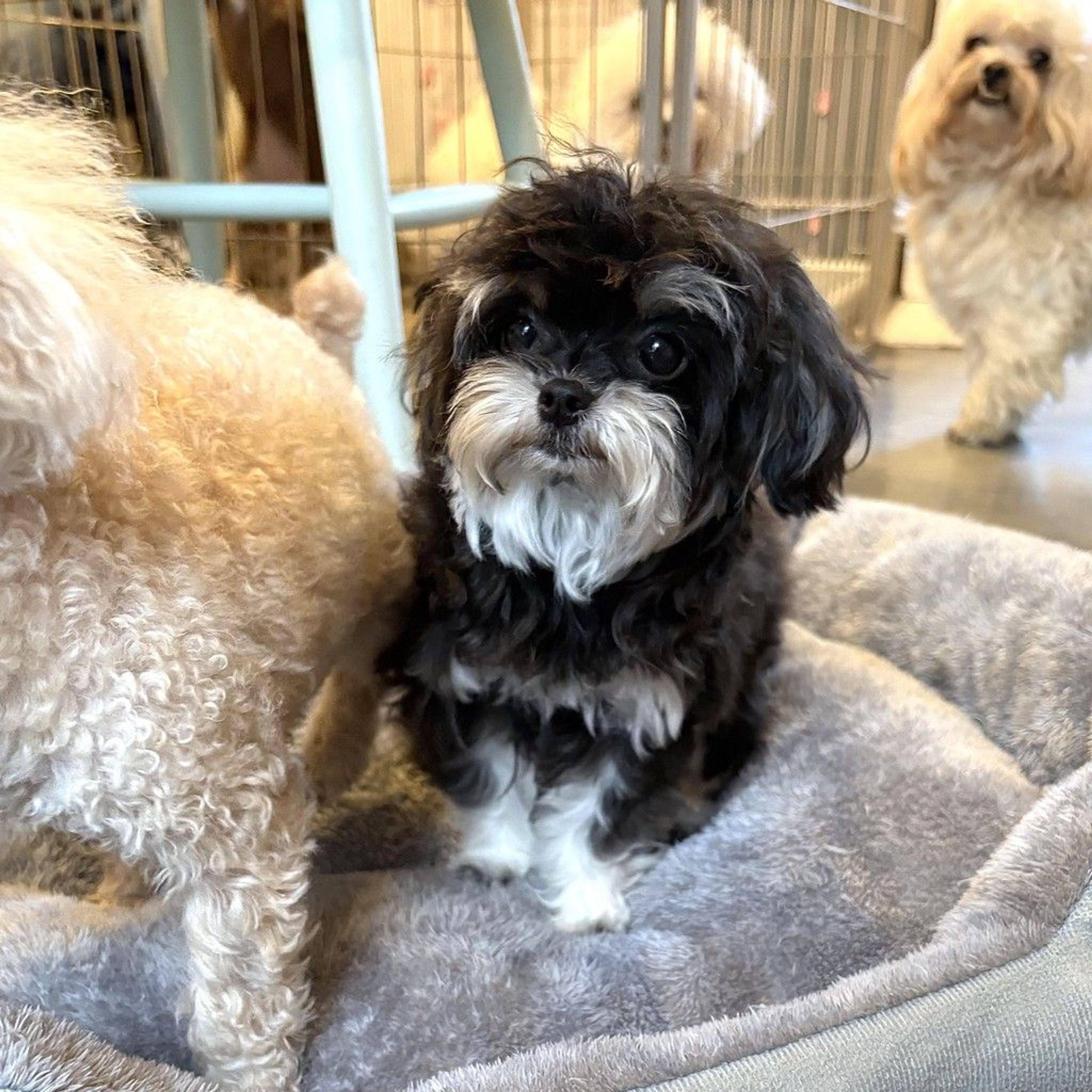 pet-image-5