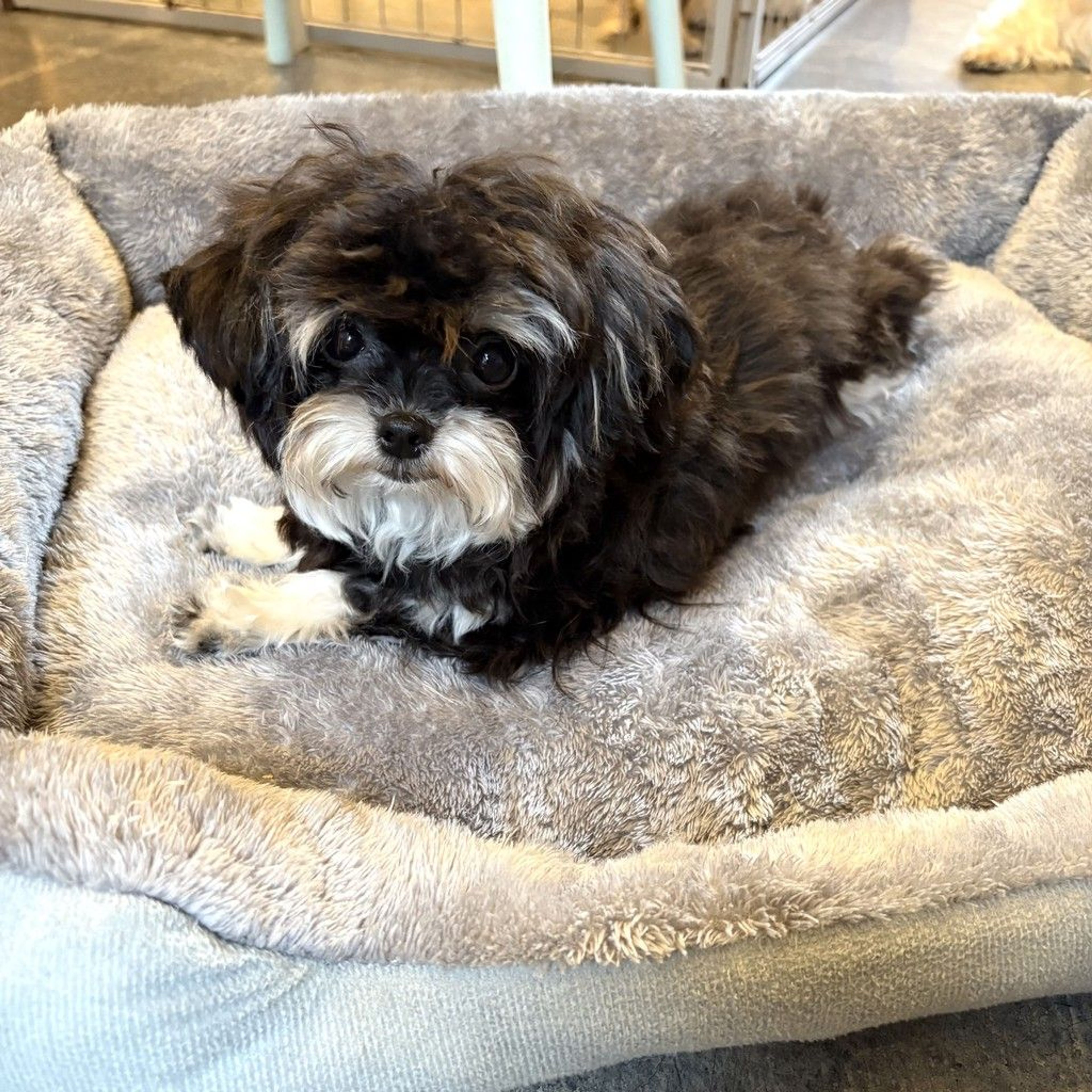 pet-image-8