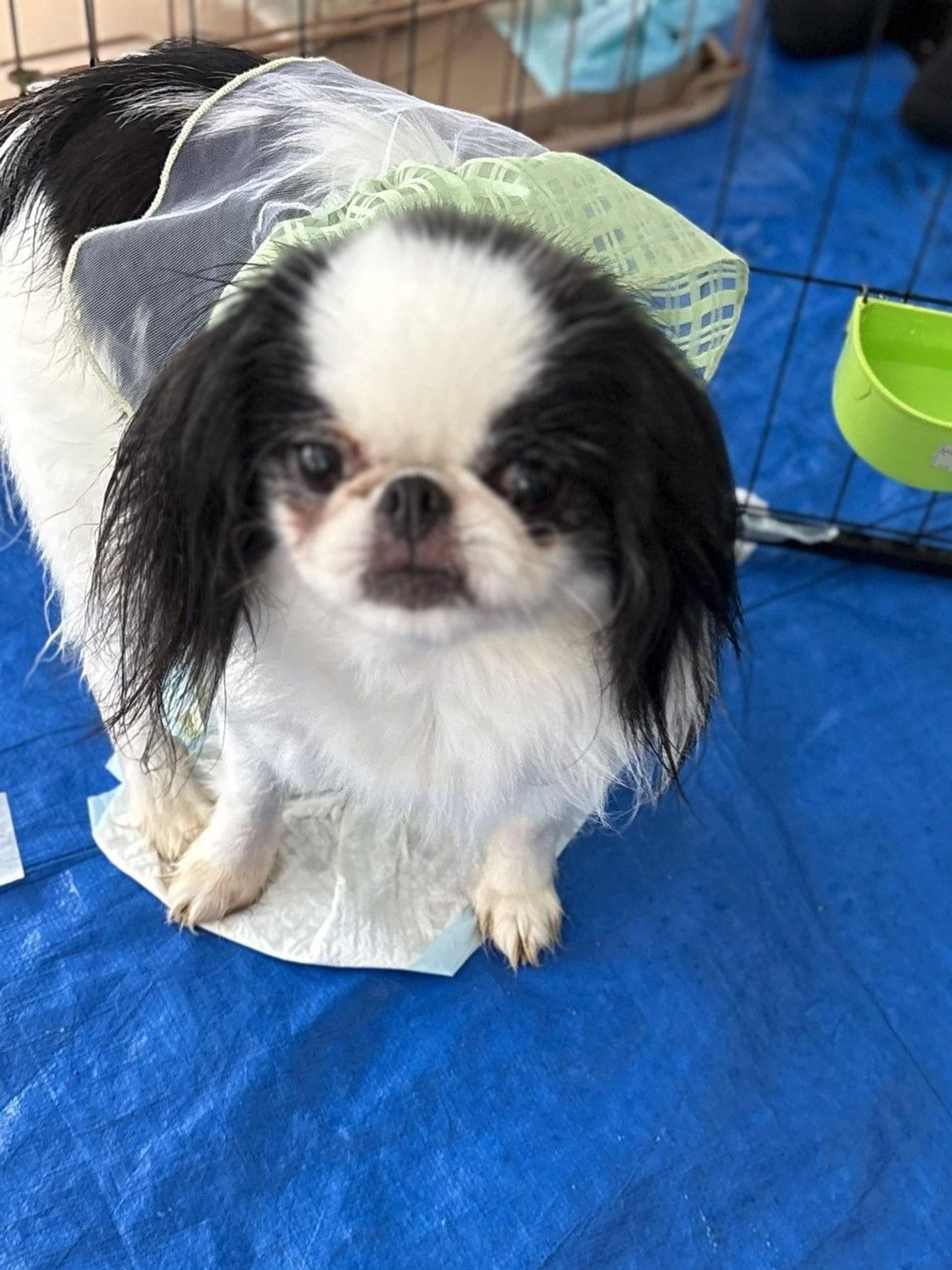 pet-image-2
