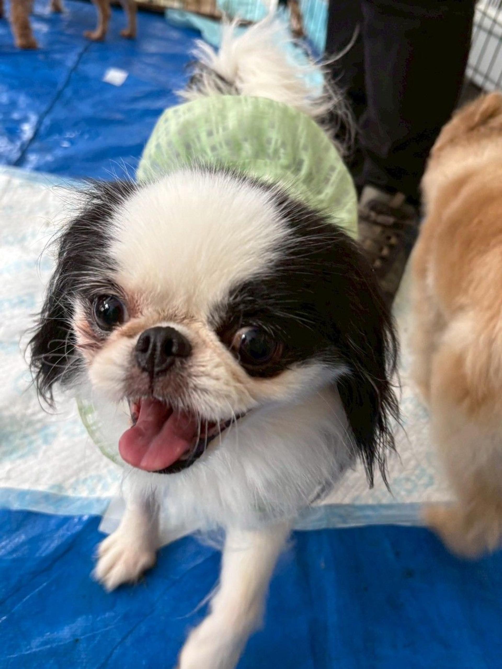 pet-image-3