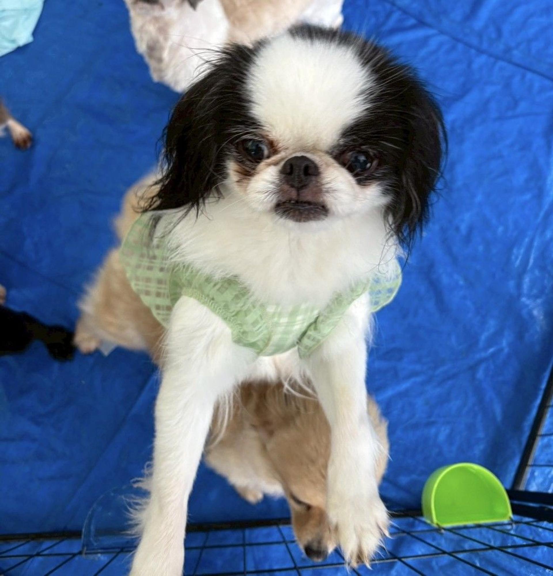 pet-image-7