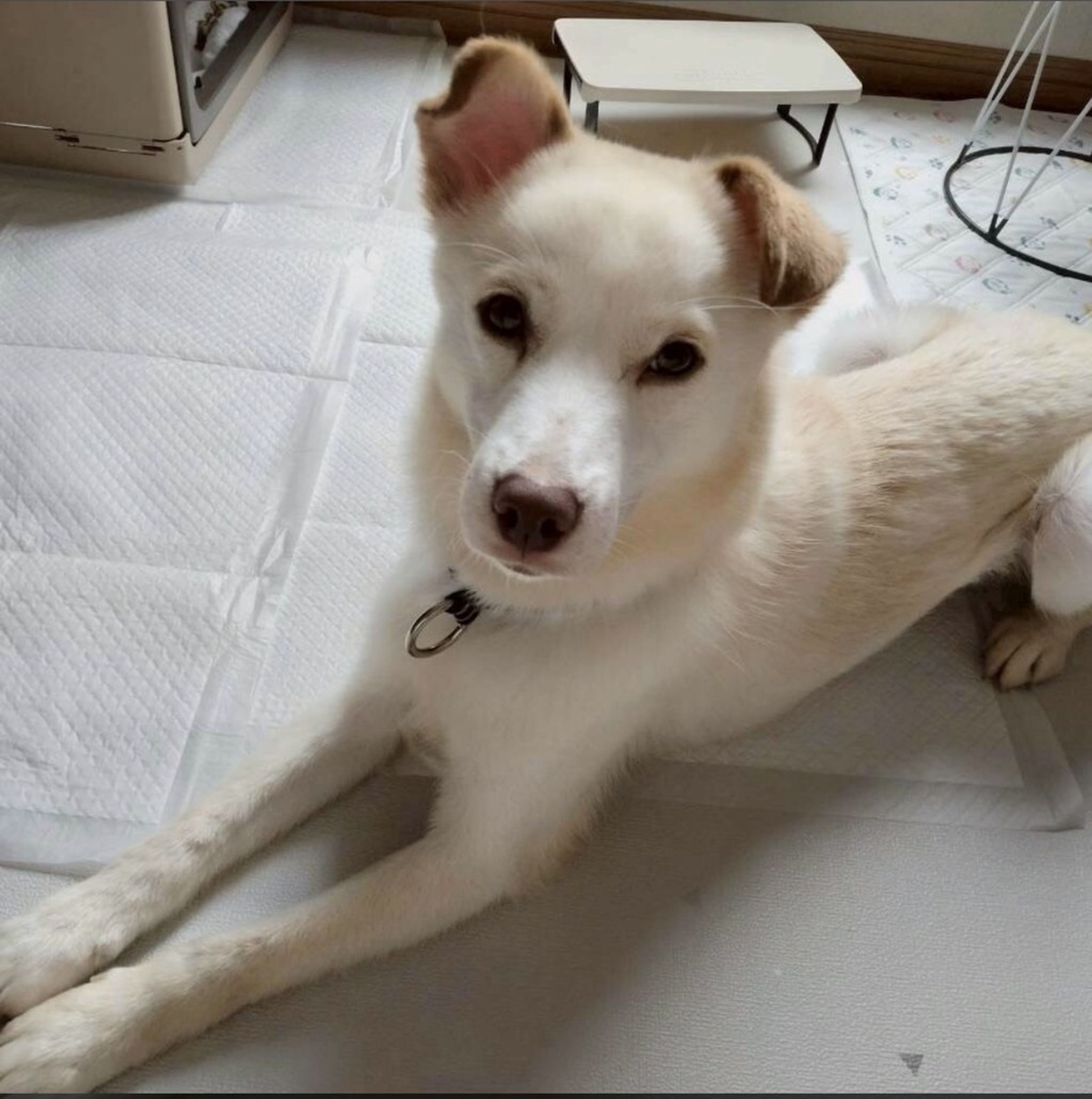 pet-image-2