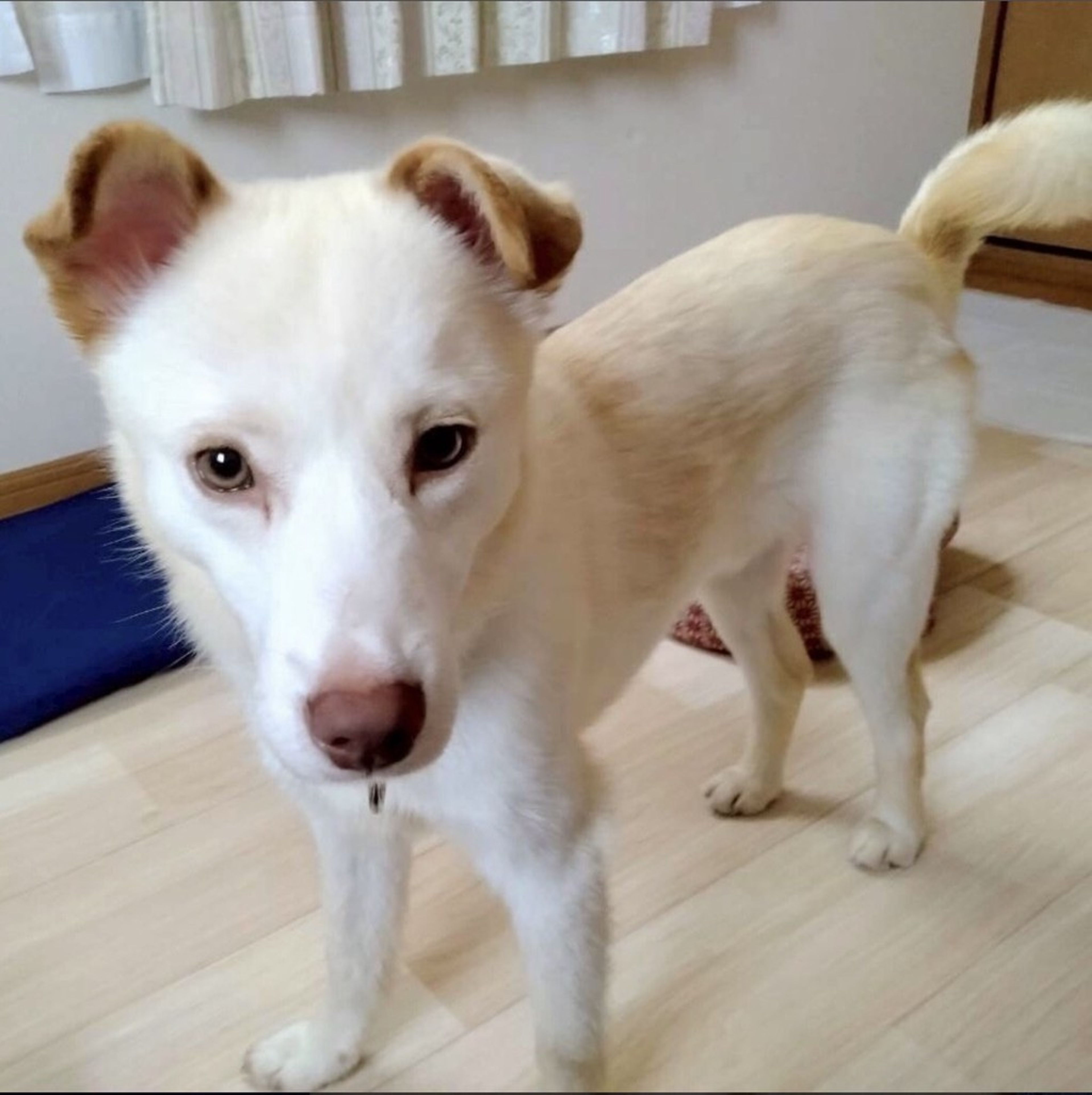 pet-image-3