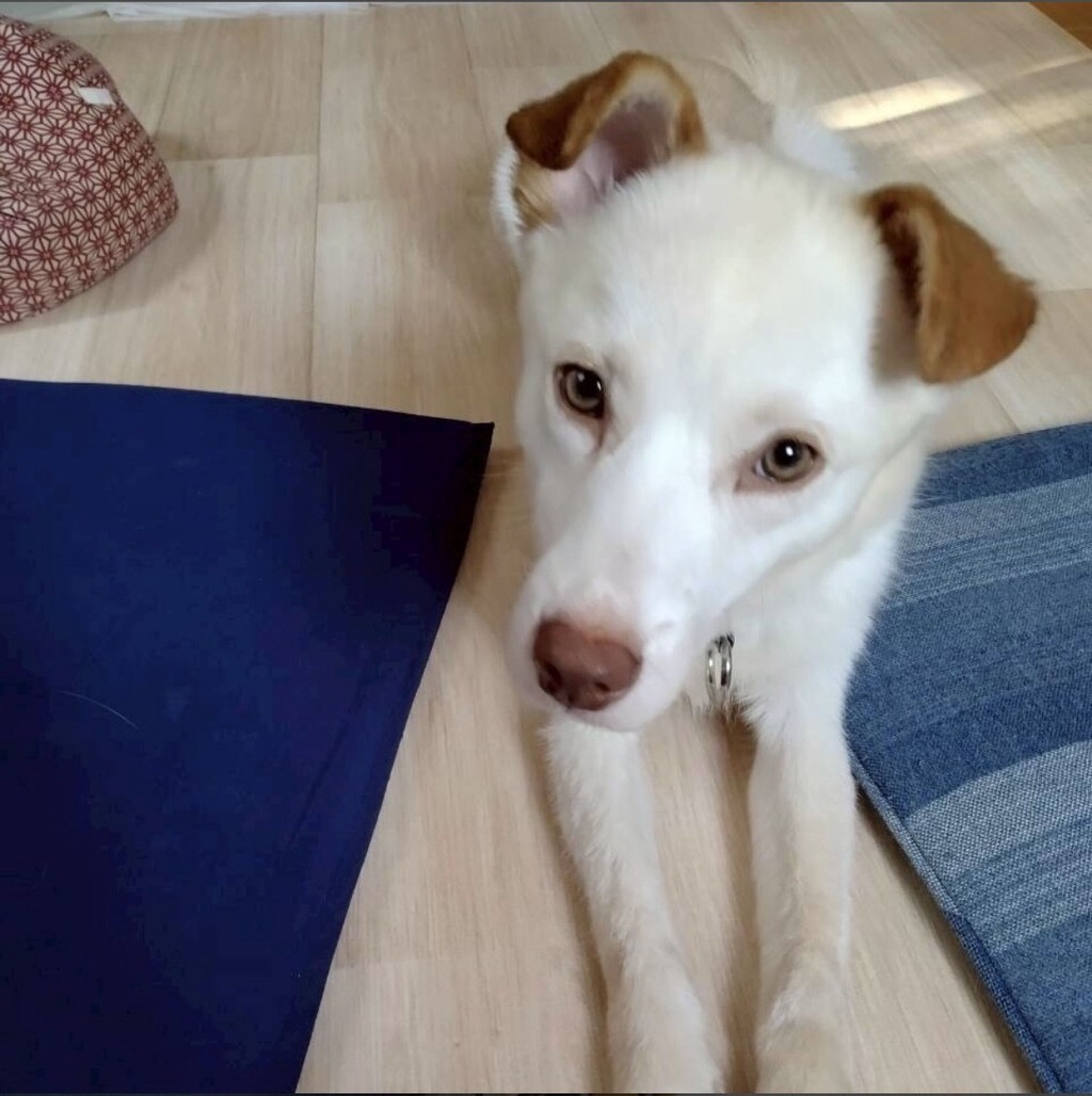 pet-image-4