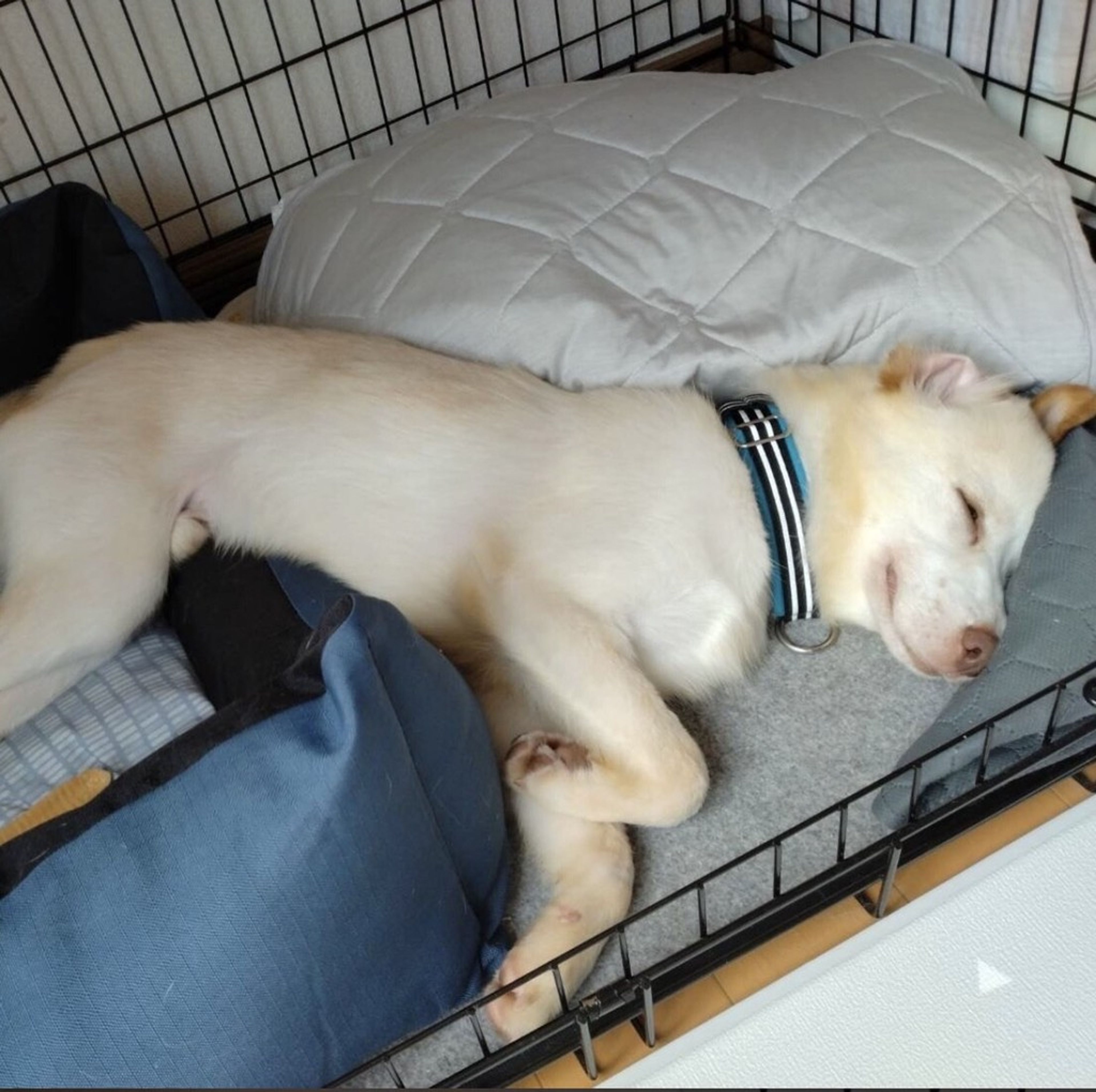 pet-image-5