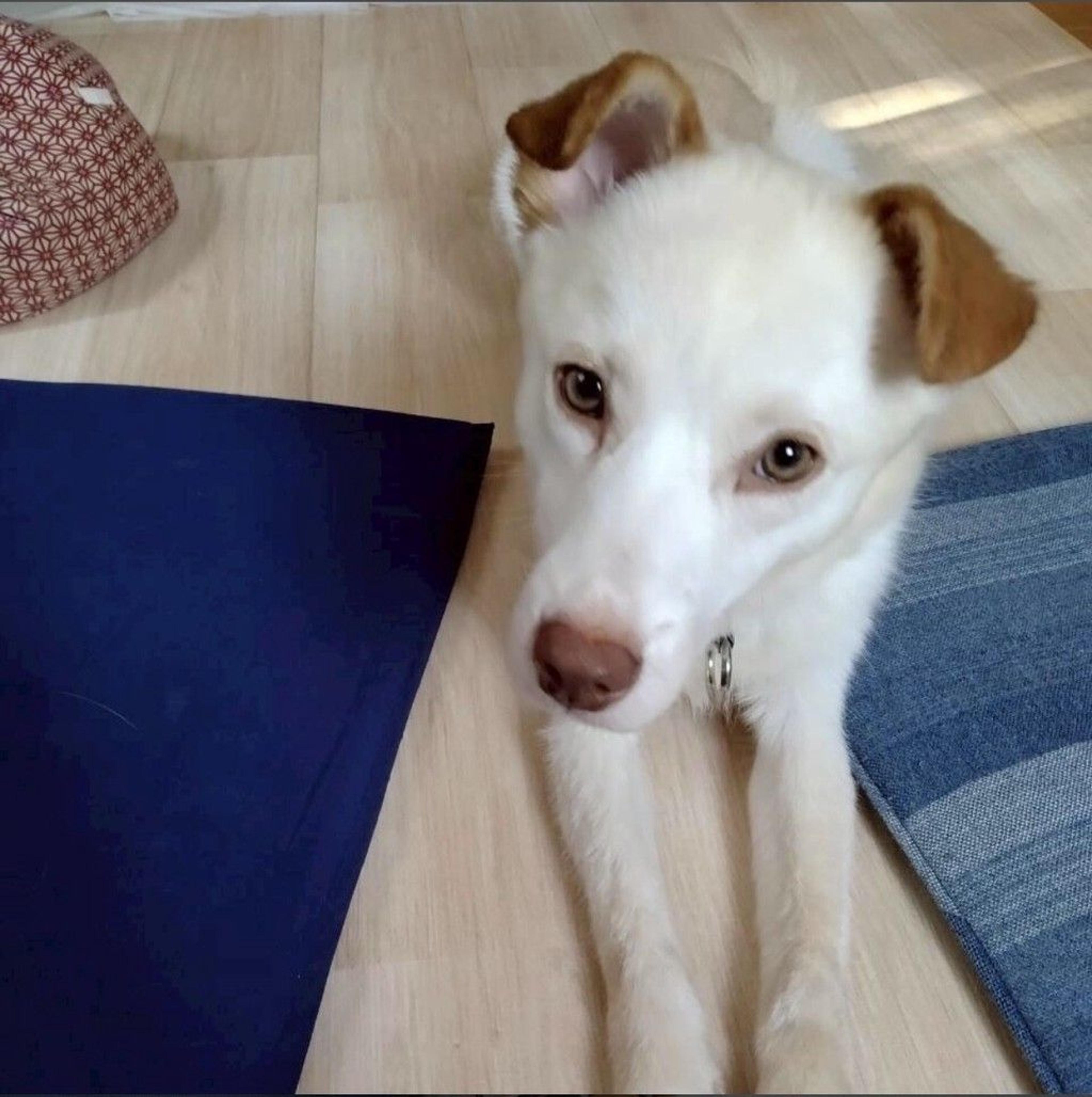 pet-image-4