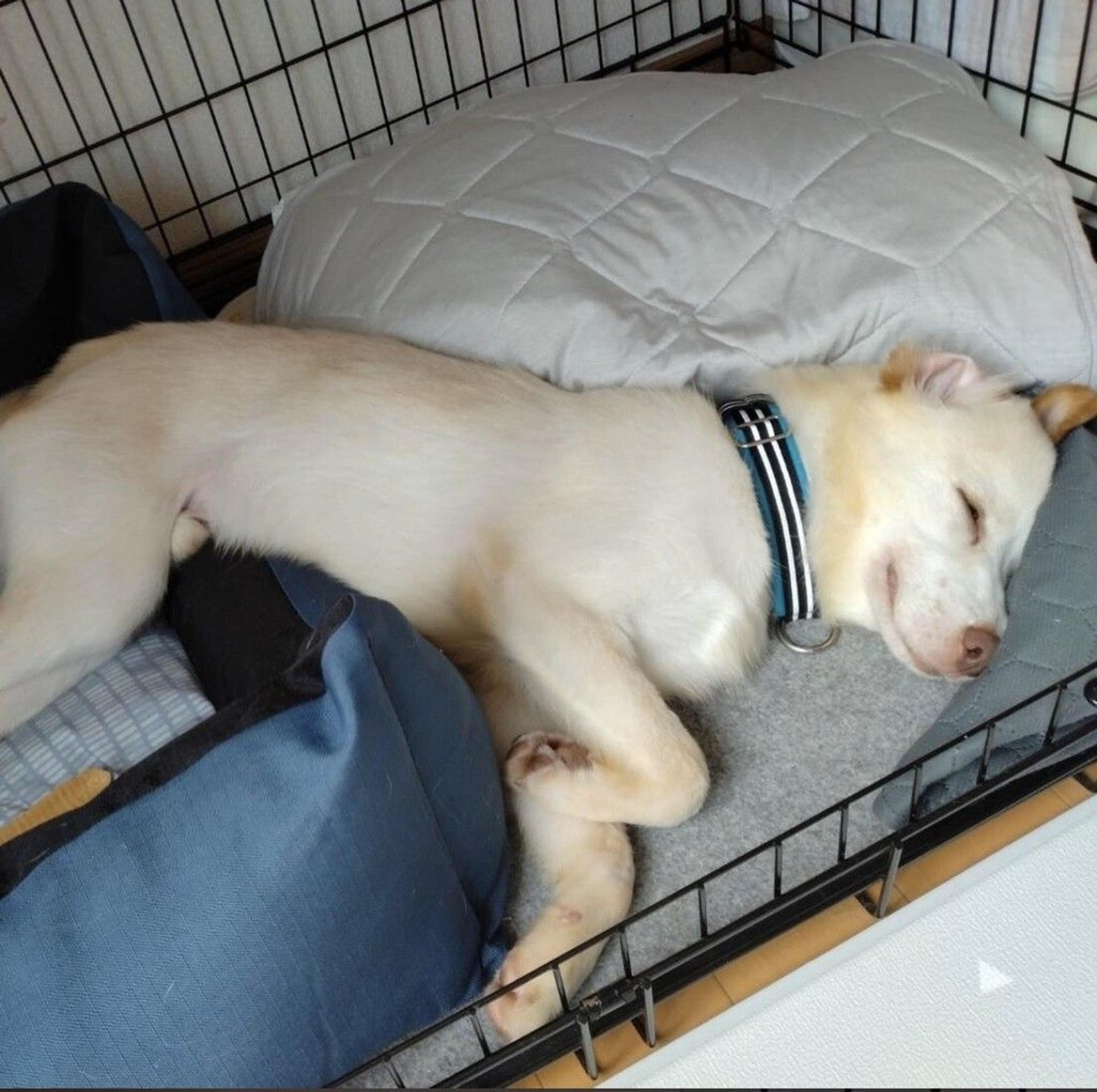 pet-image-5
