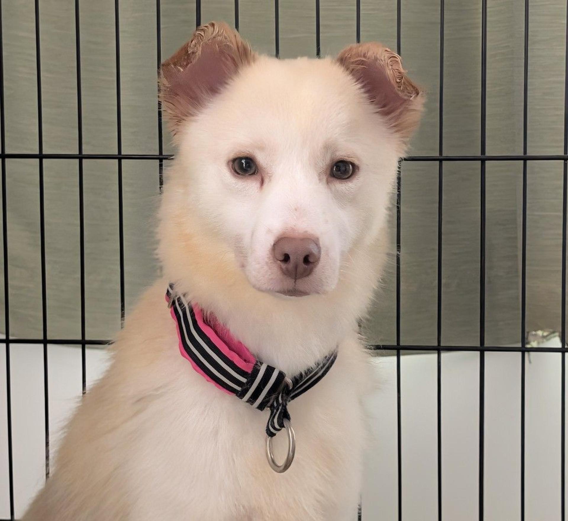 pet-image-9