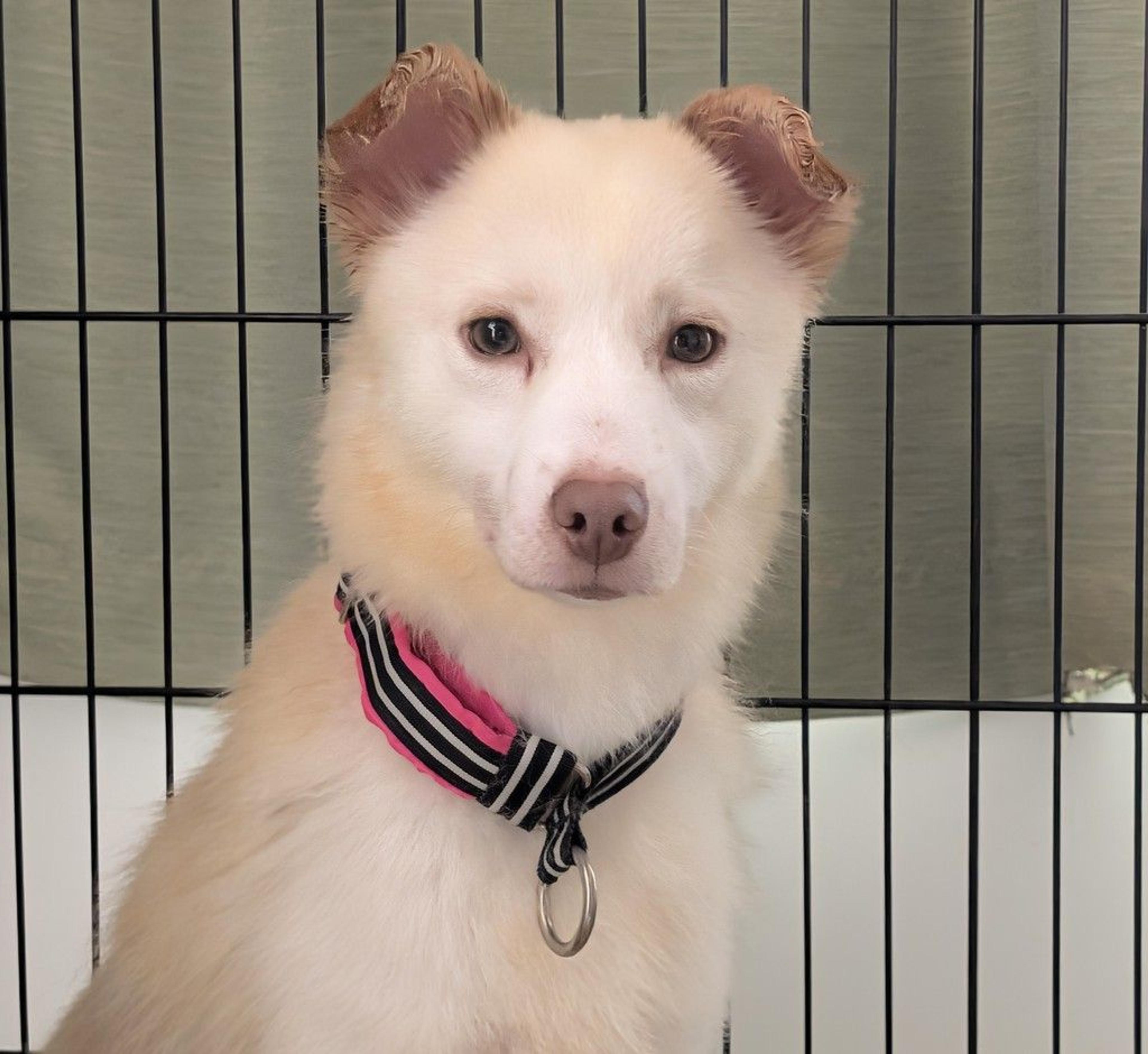 pet-image-9
