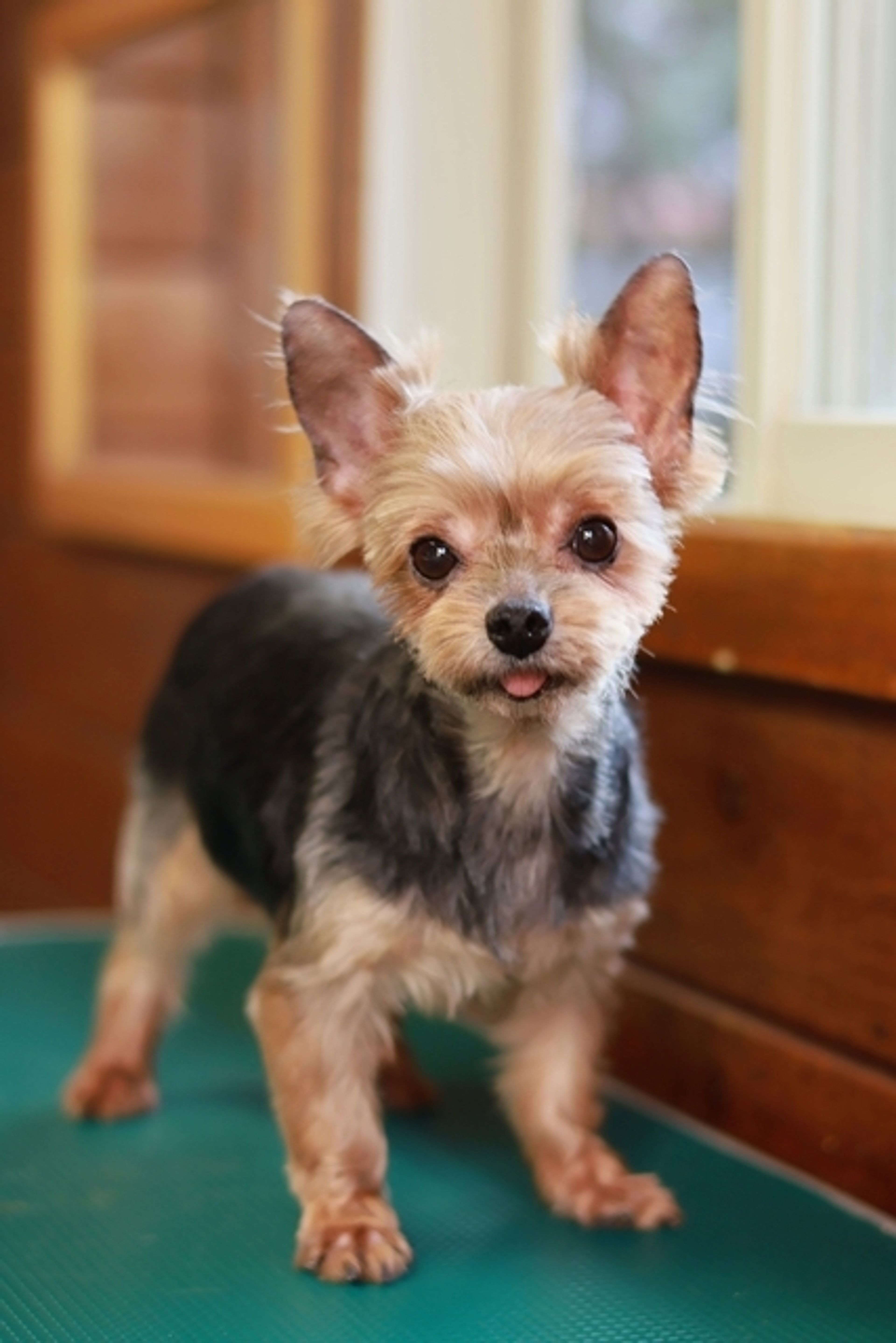 pet-image-2