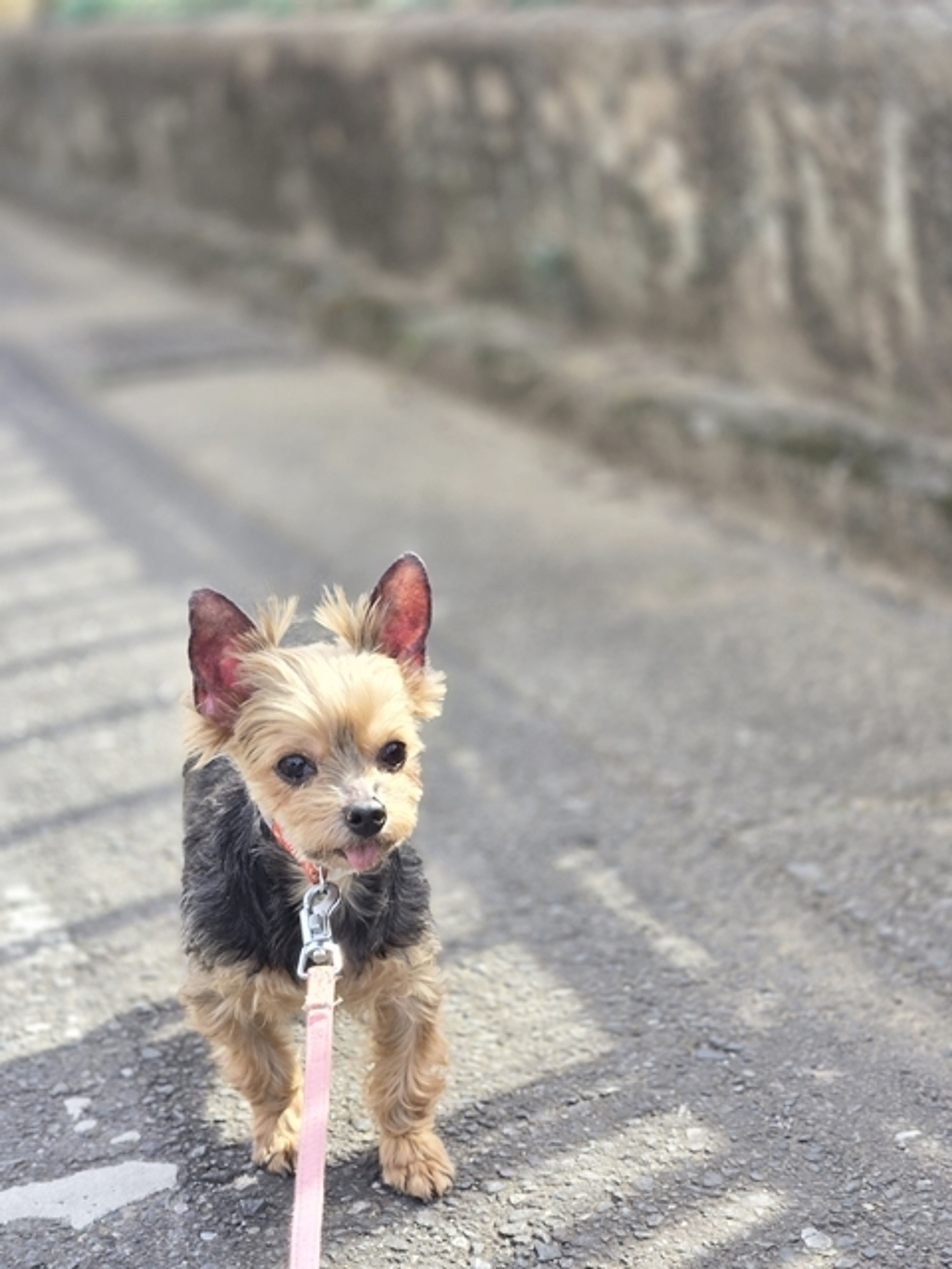 pet-image-3