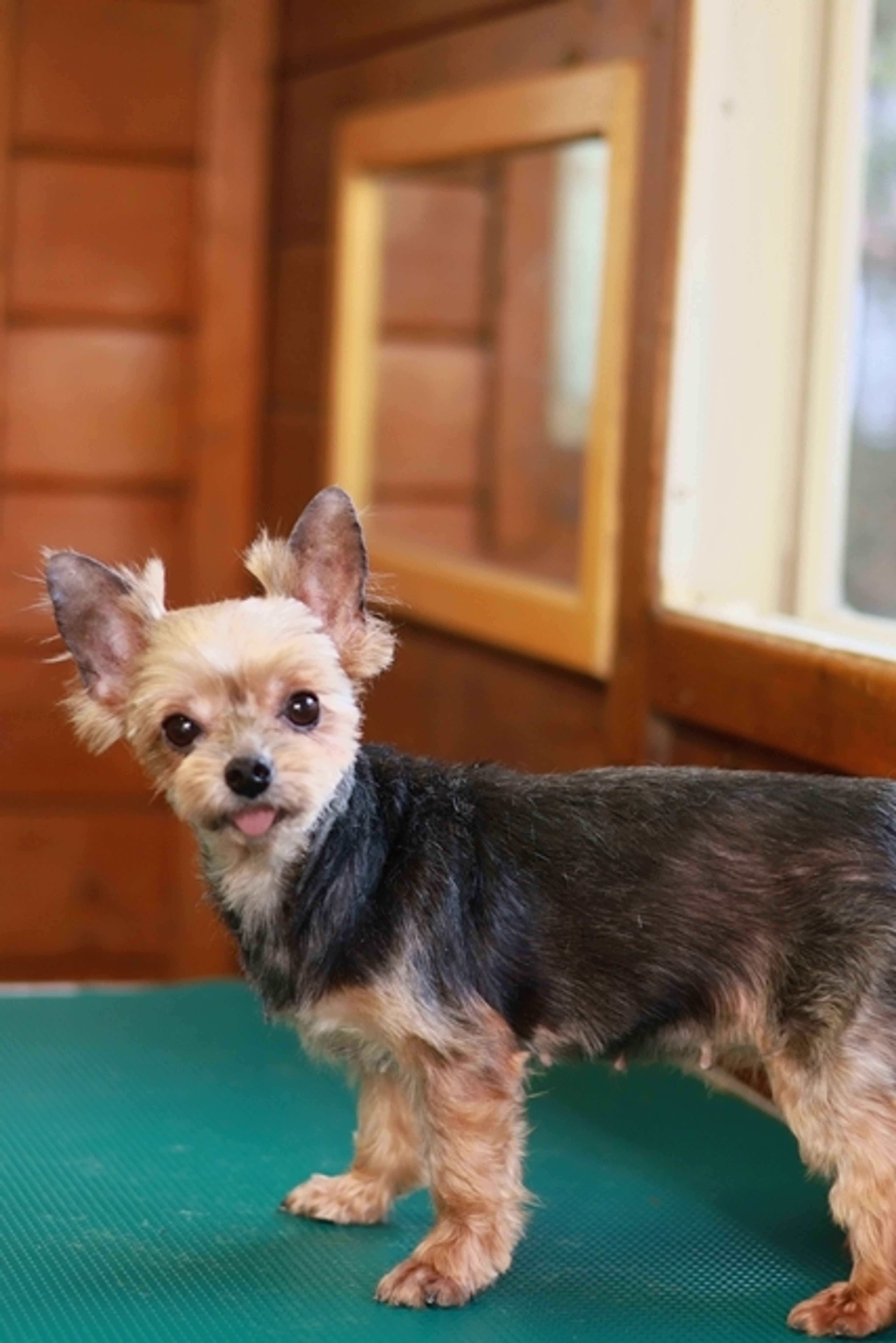 pet-image-4