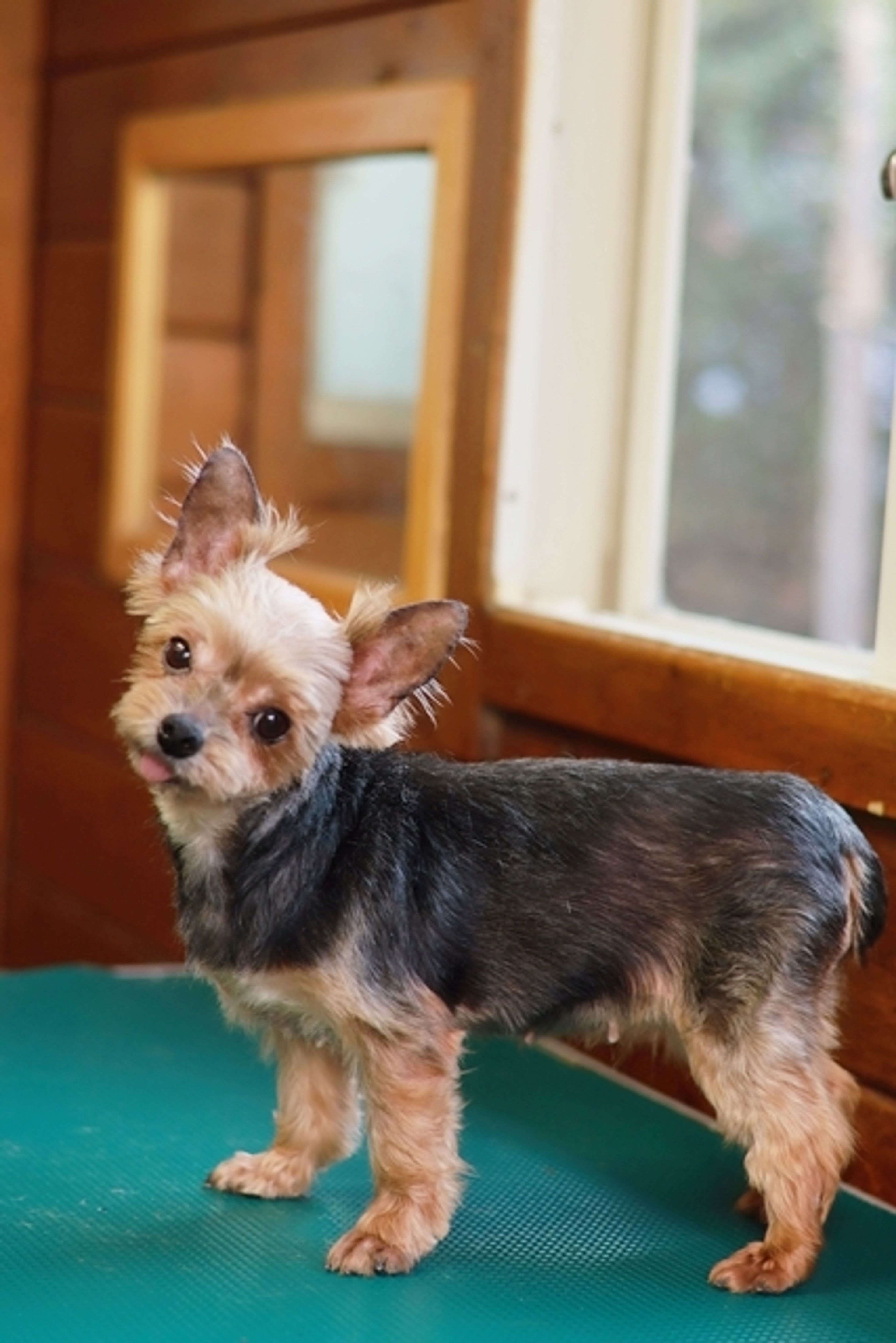 pet-image-5