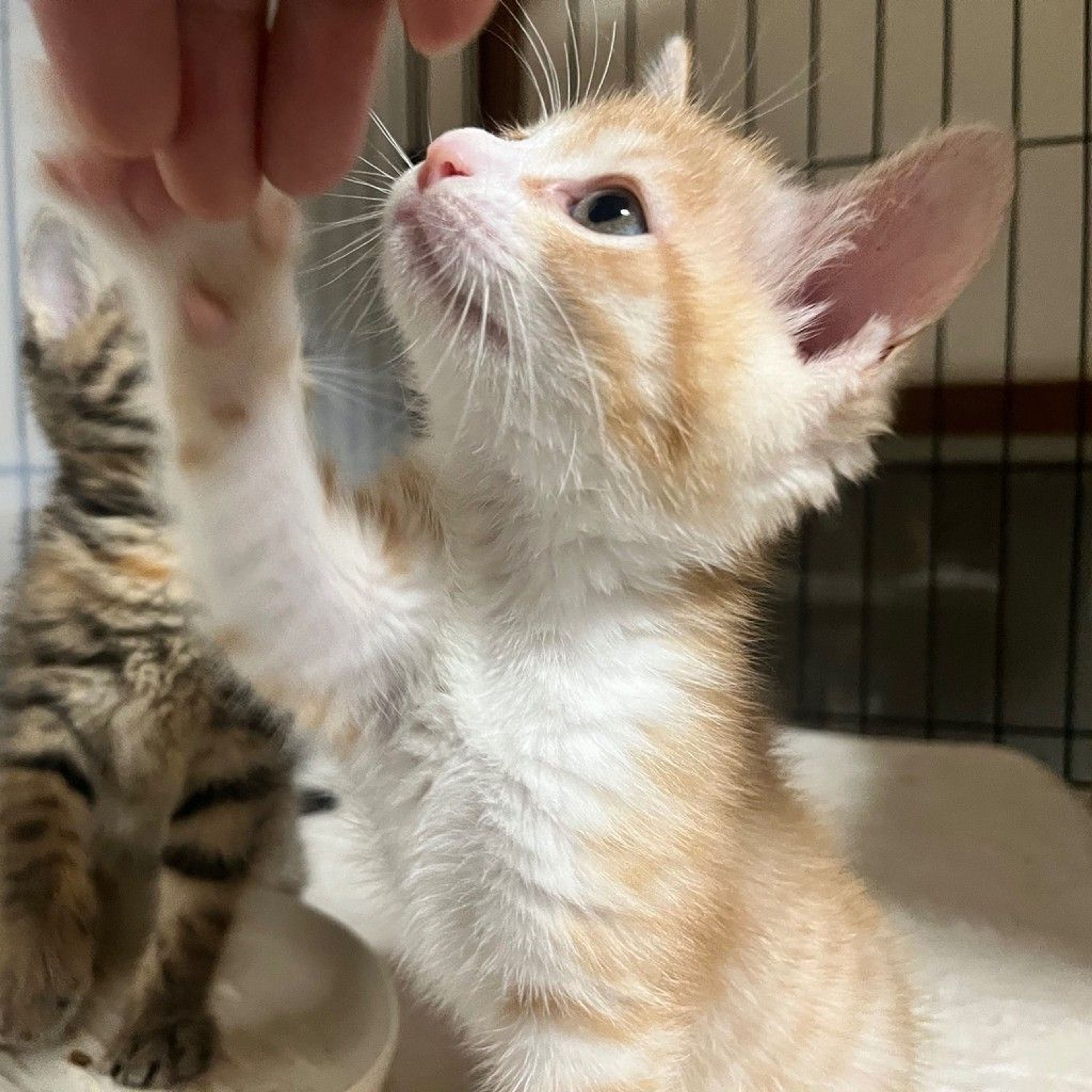 pet-image-5