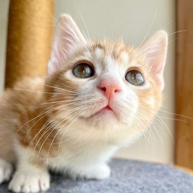 バブみ感に悶絶💖 甘々王道の茶白男子♡ラーチャくんの写真