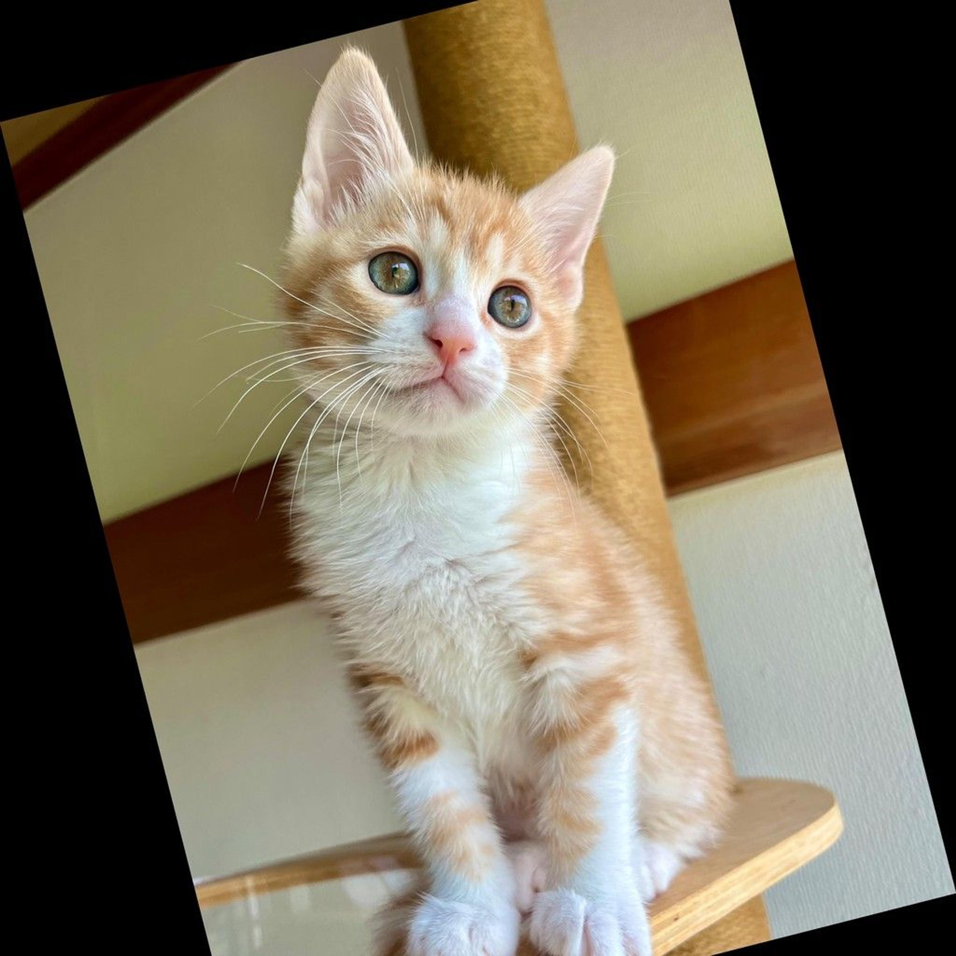 pet-image-4