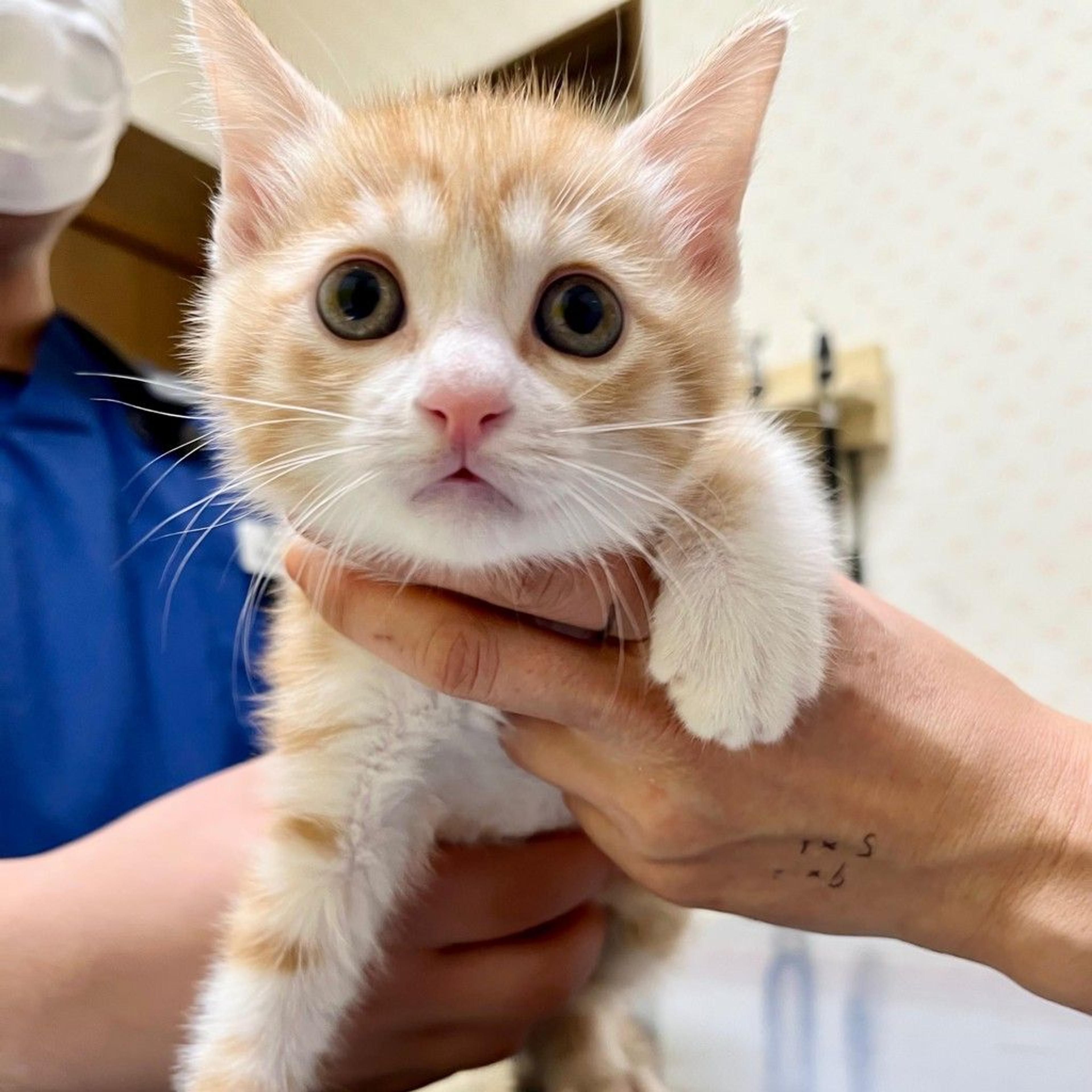 pet-image-5