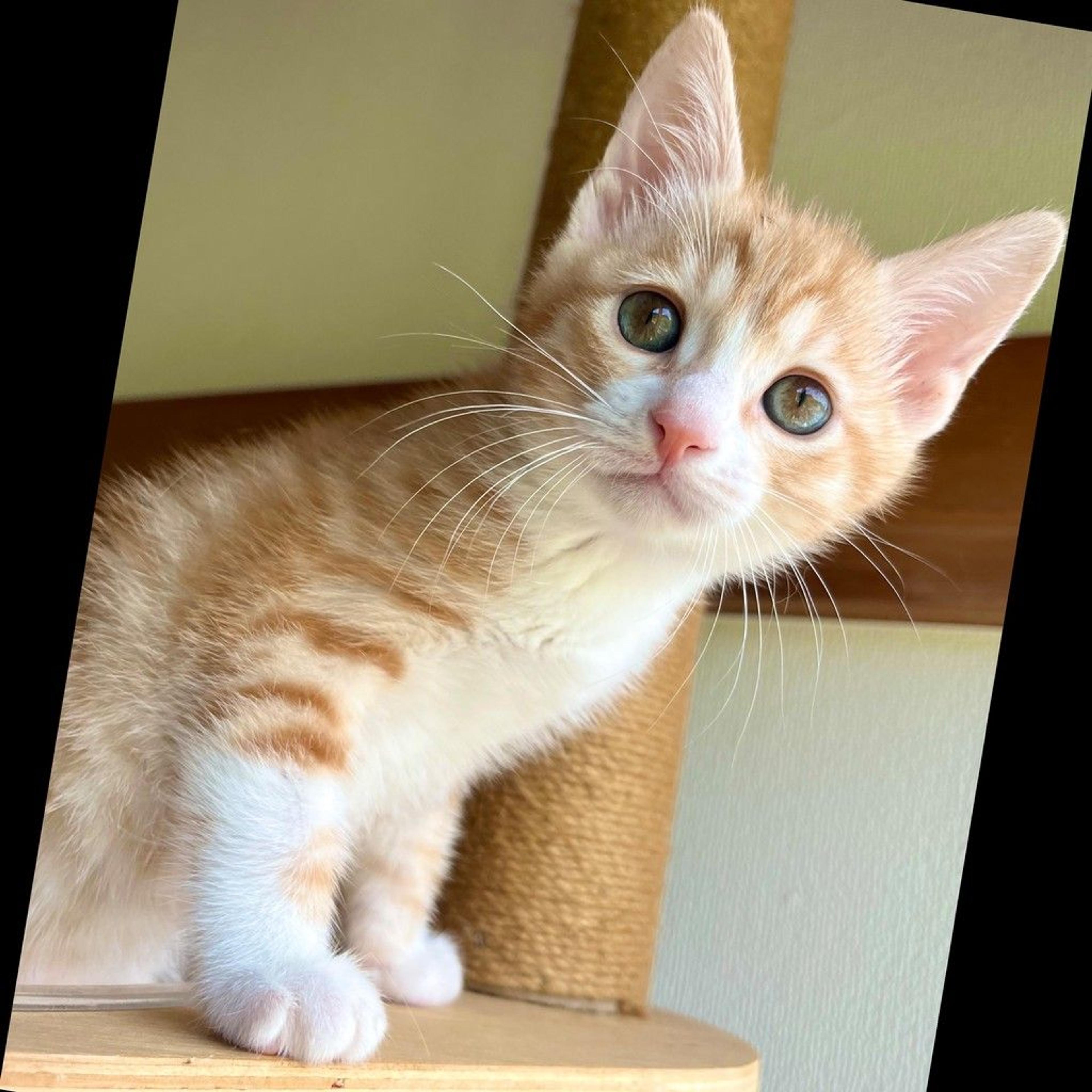 pet-image-9