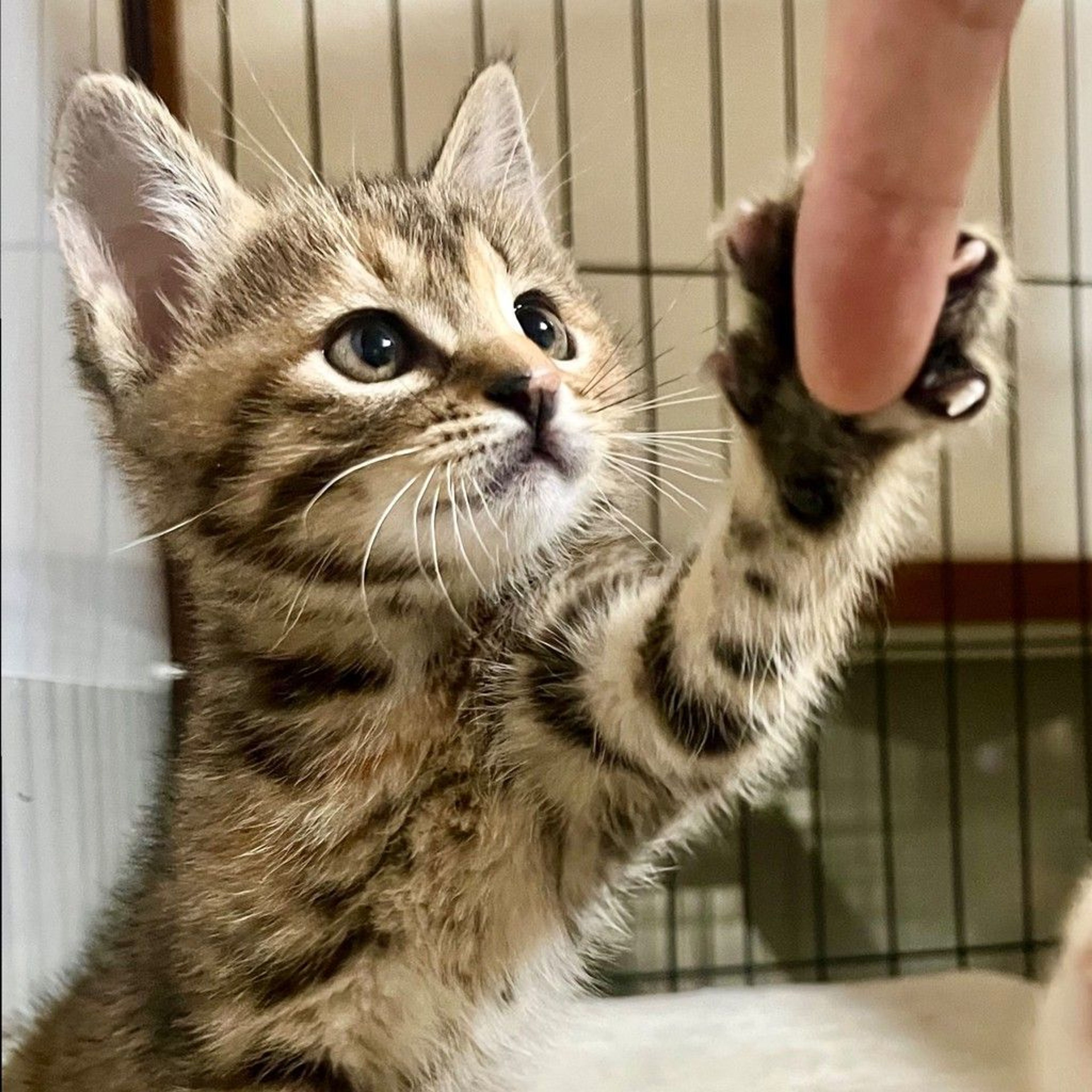 雑種（ミックス猫）・メスの里親募集の写真