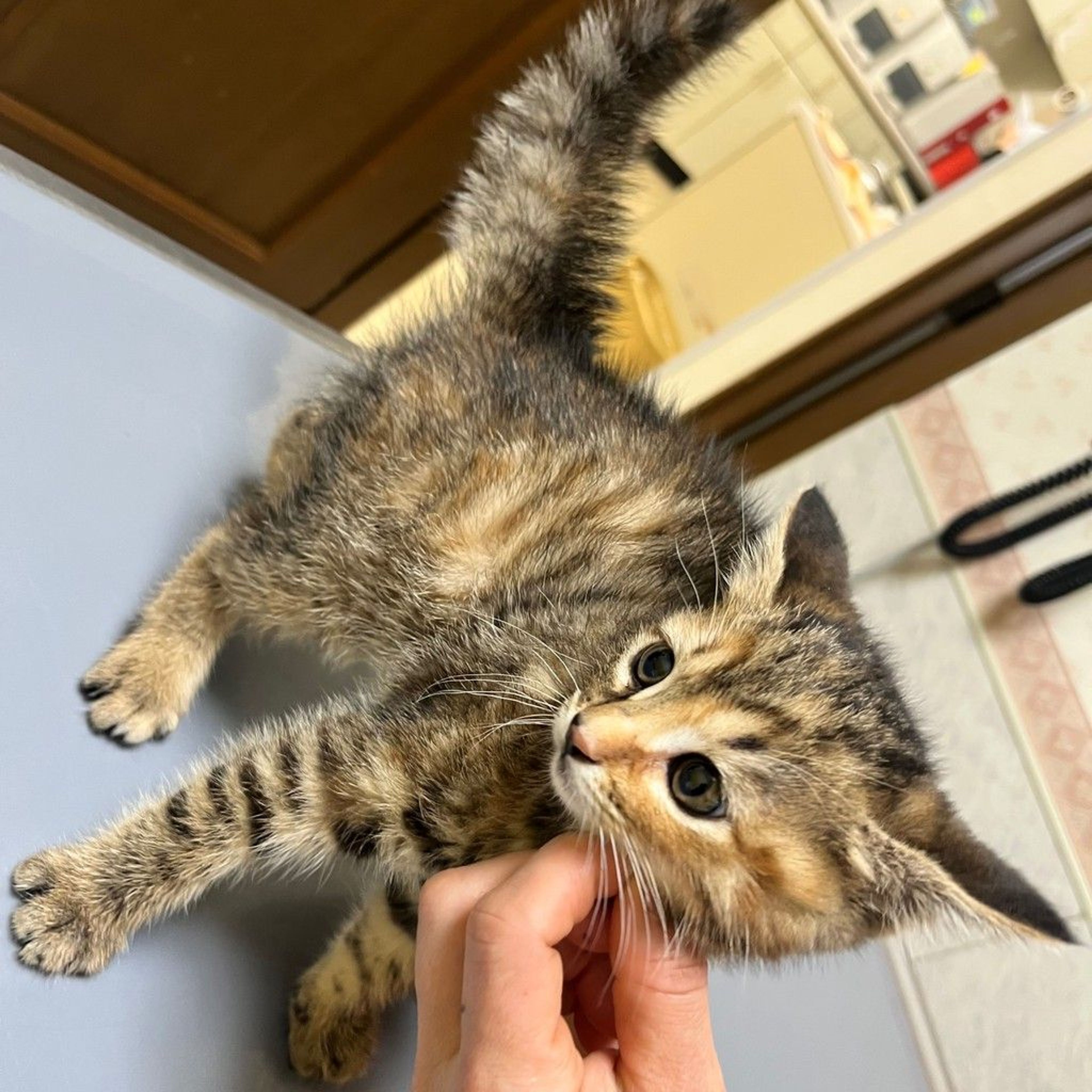 pet-image-4