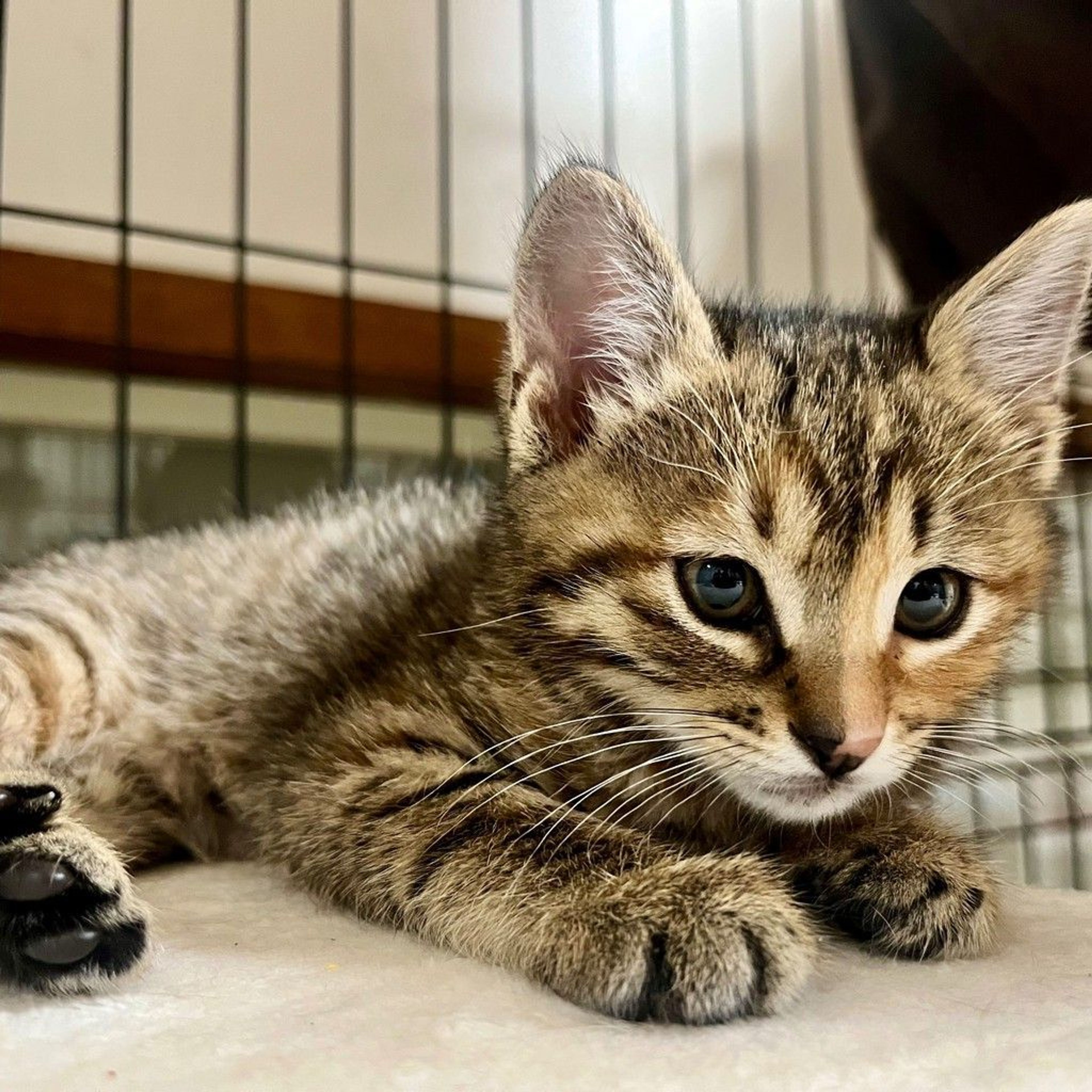 pet-image-5