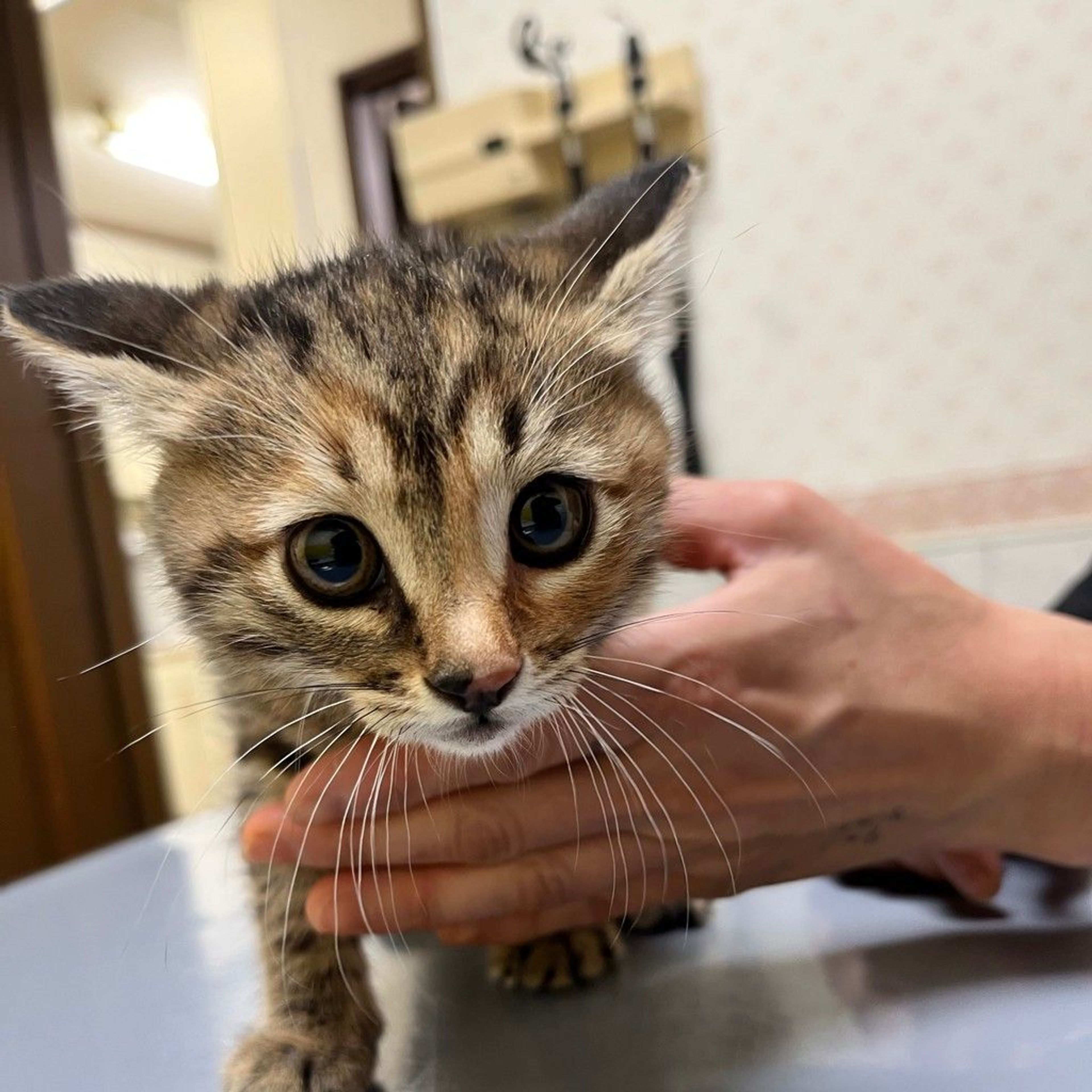 pet-image-6