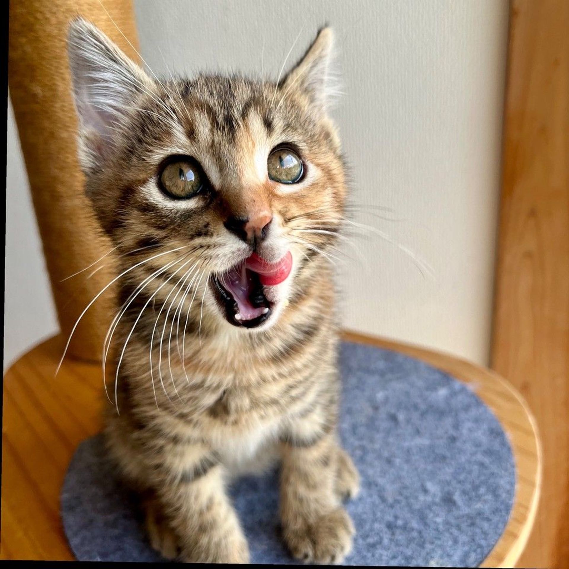 雑種（ミックス猫）・メスの里親募集の写真