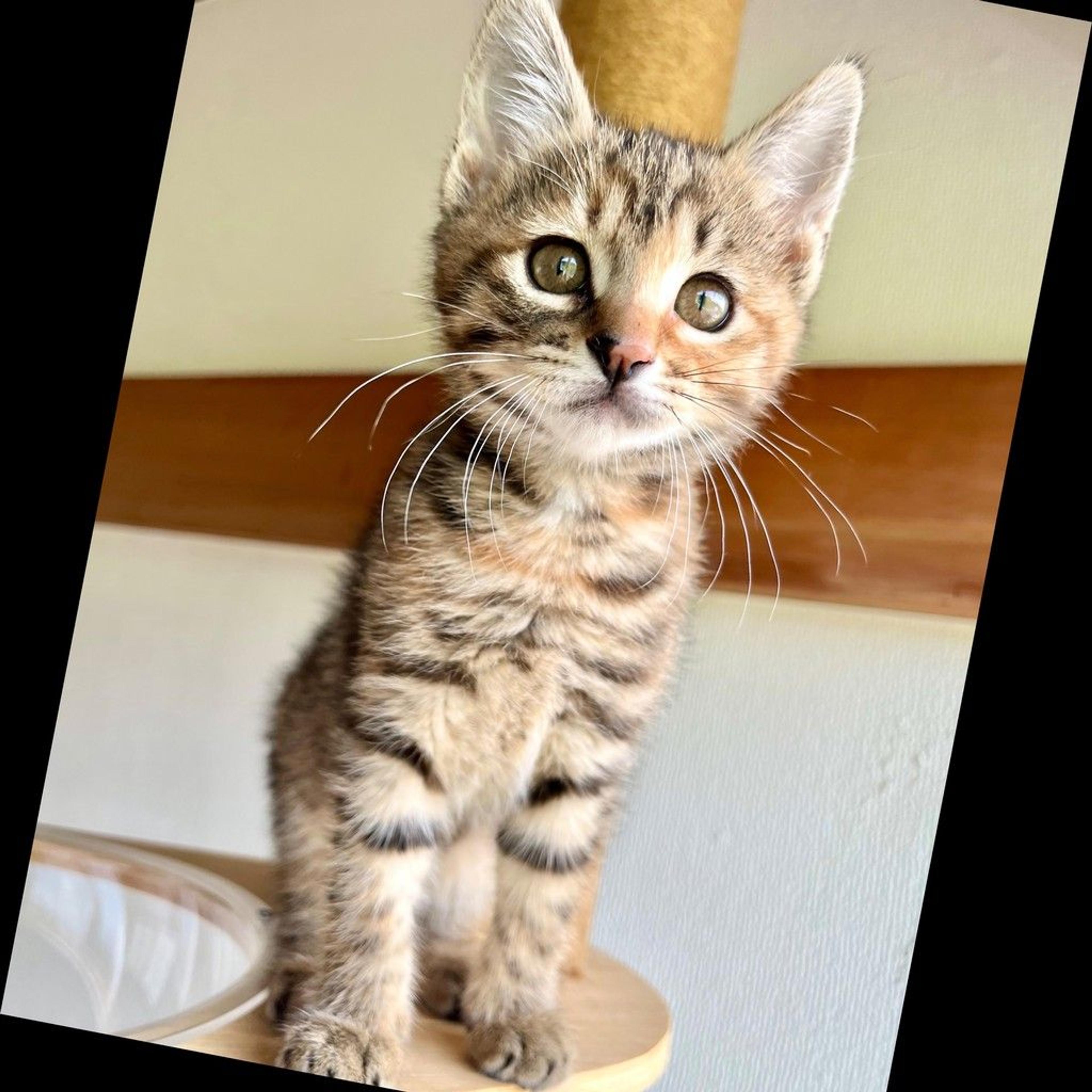 pet-image-2