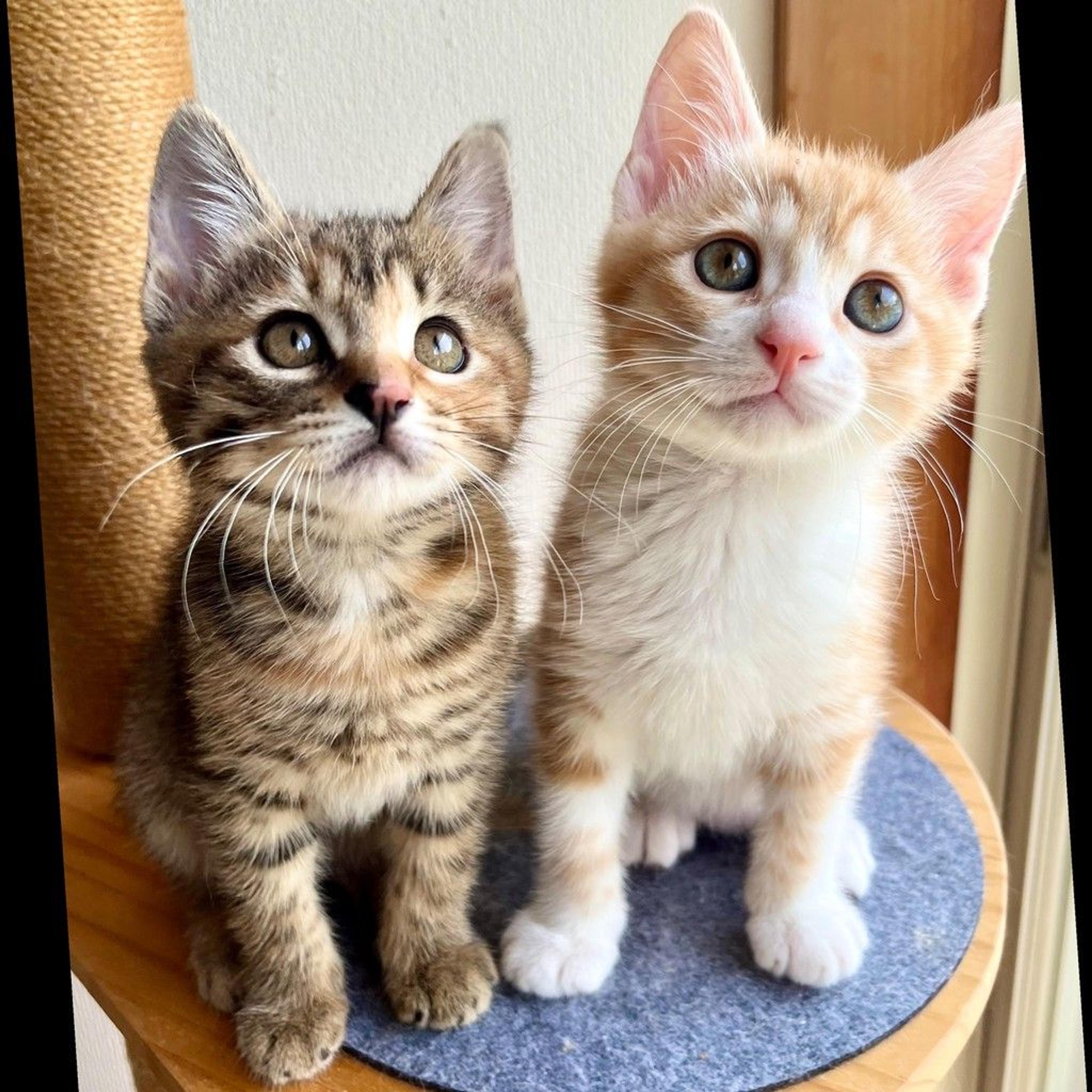 pet-image-4