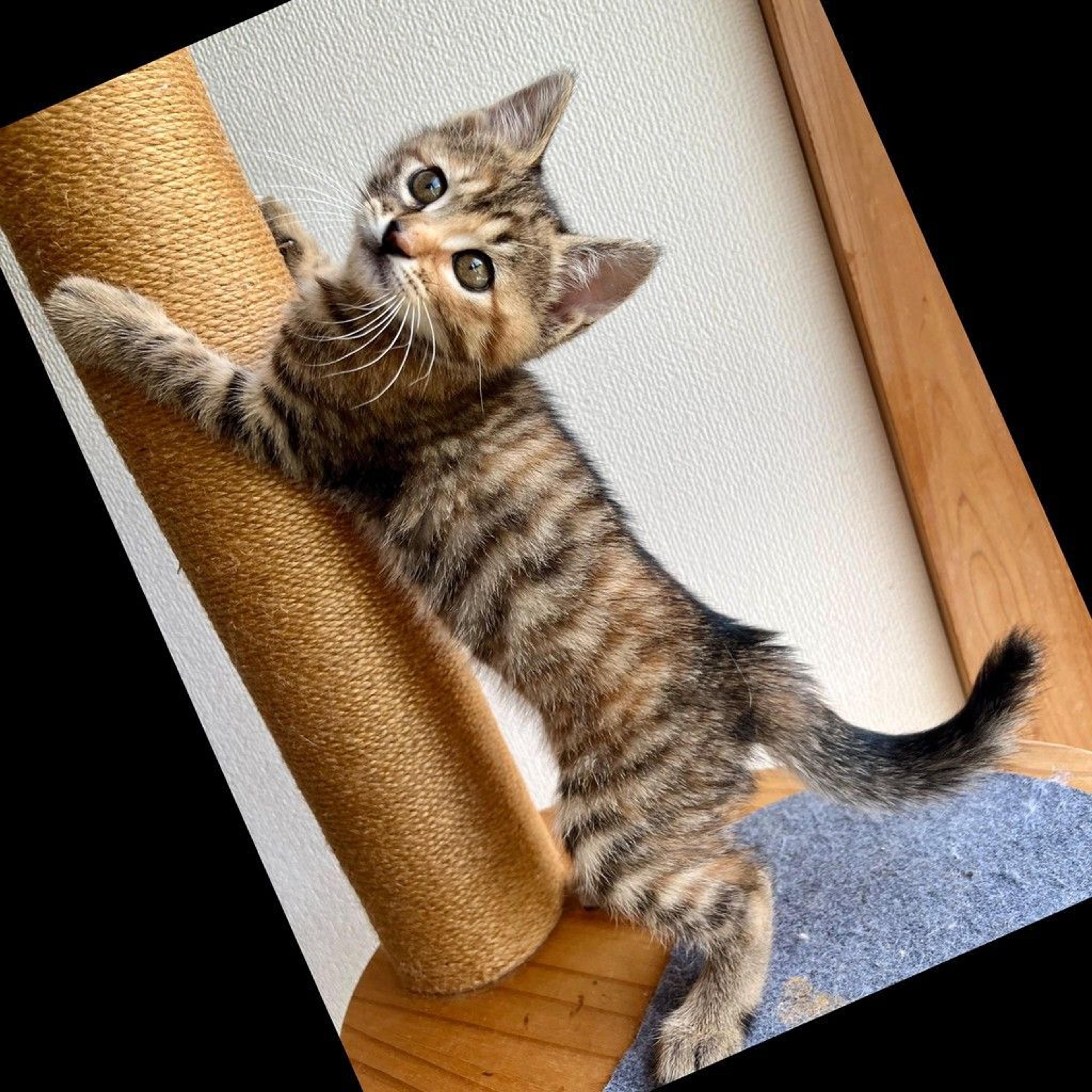 pet-image-8