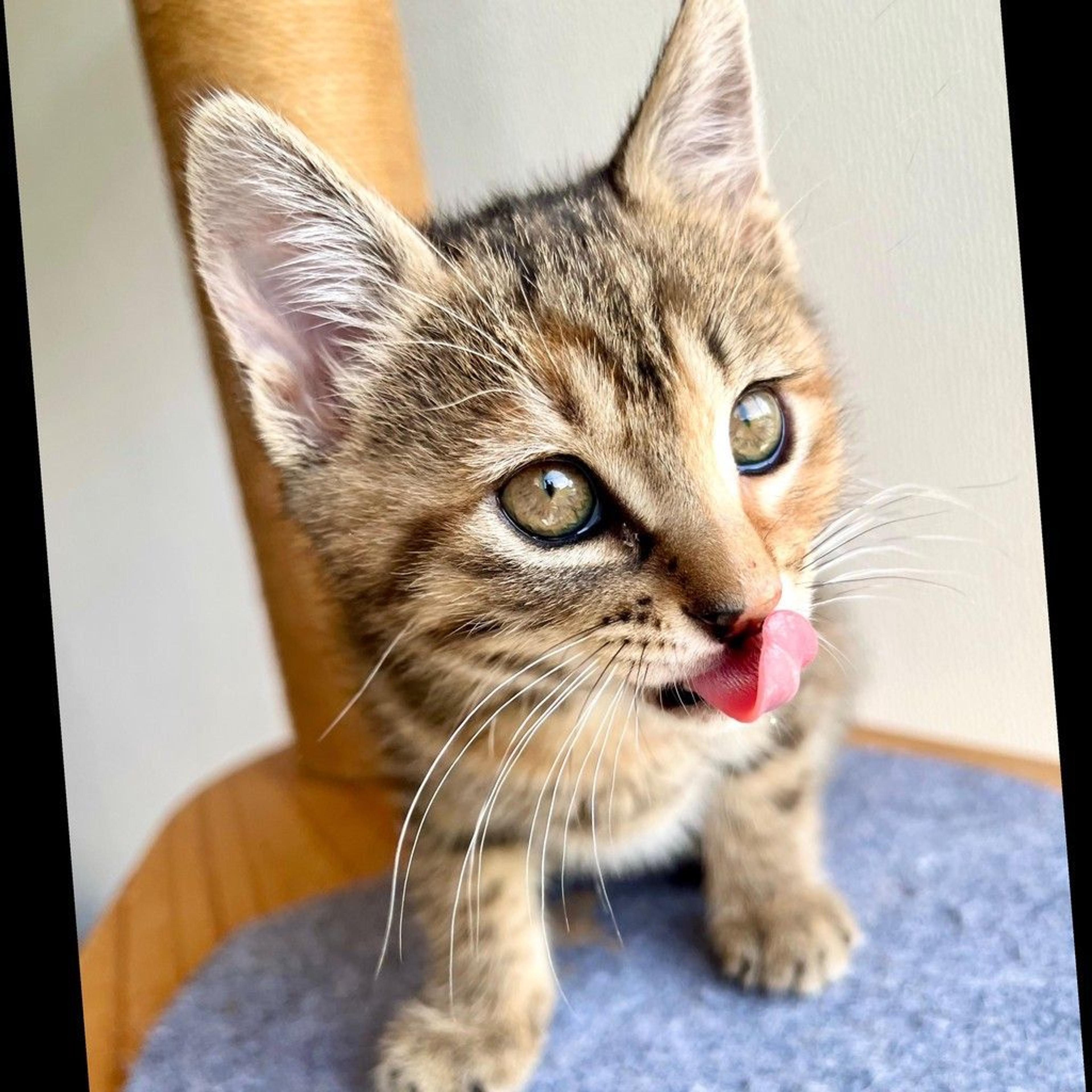 pet-image-9