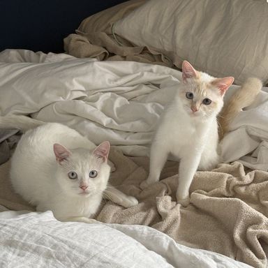 福(ふく)&飴(あめ)の写真