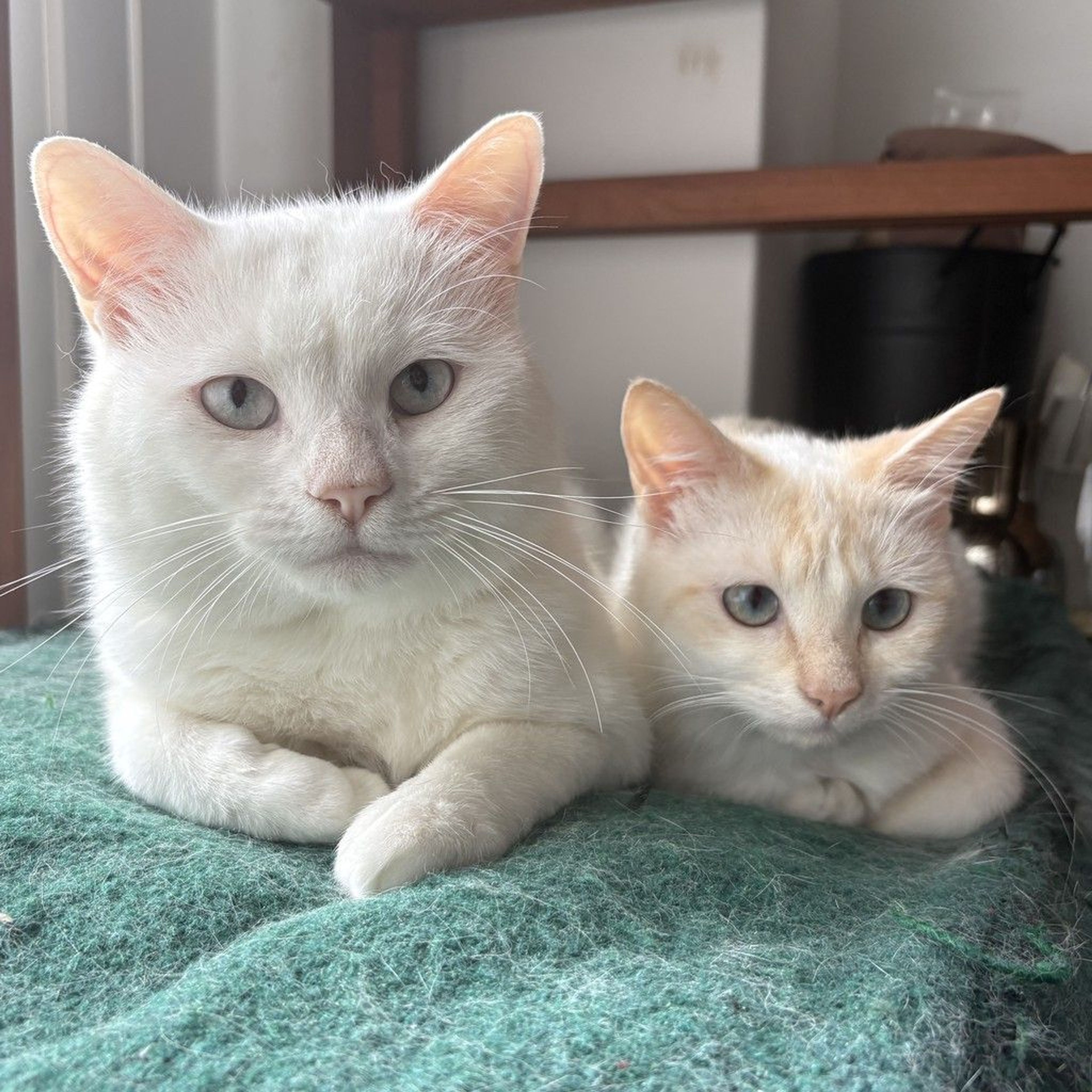 pet-image-2