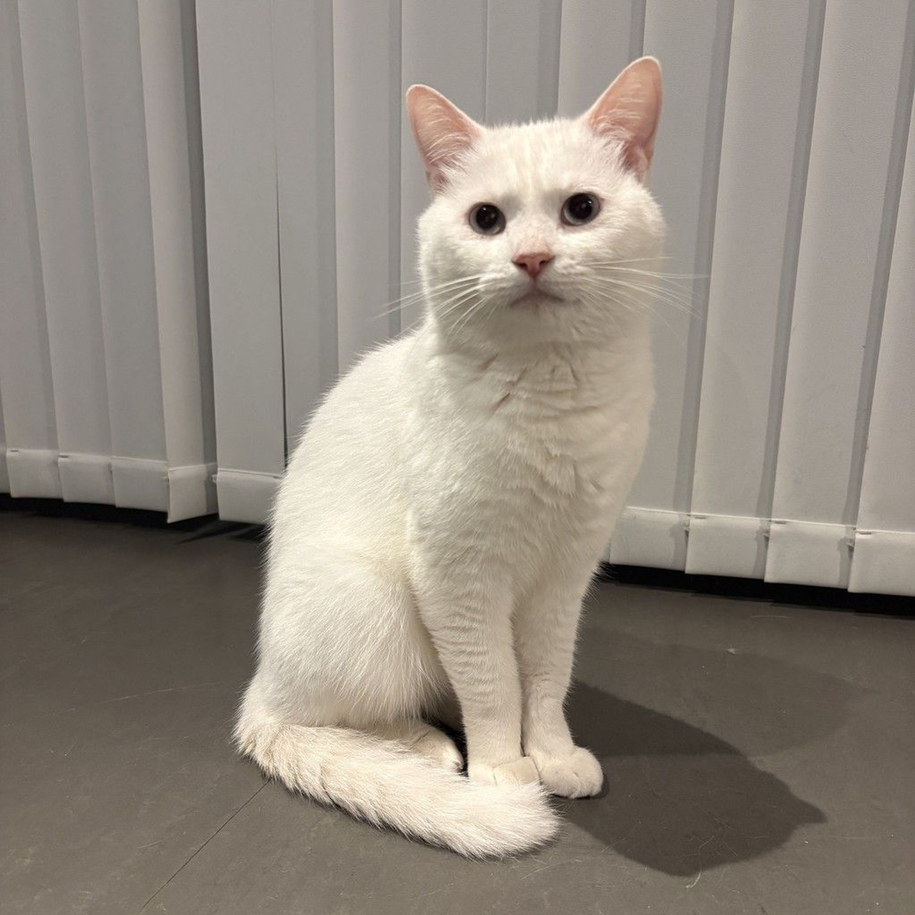 pet-image-4