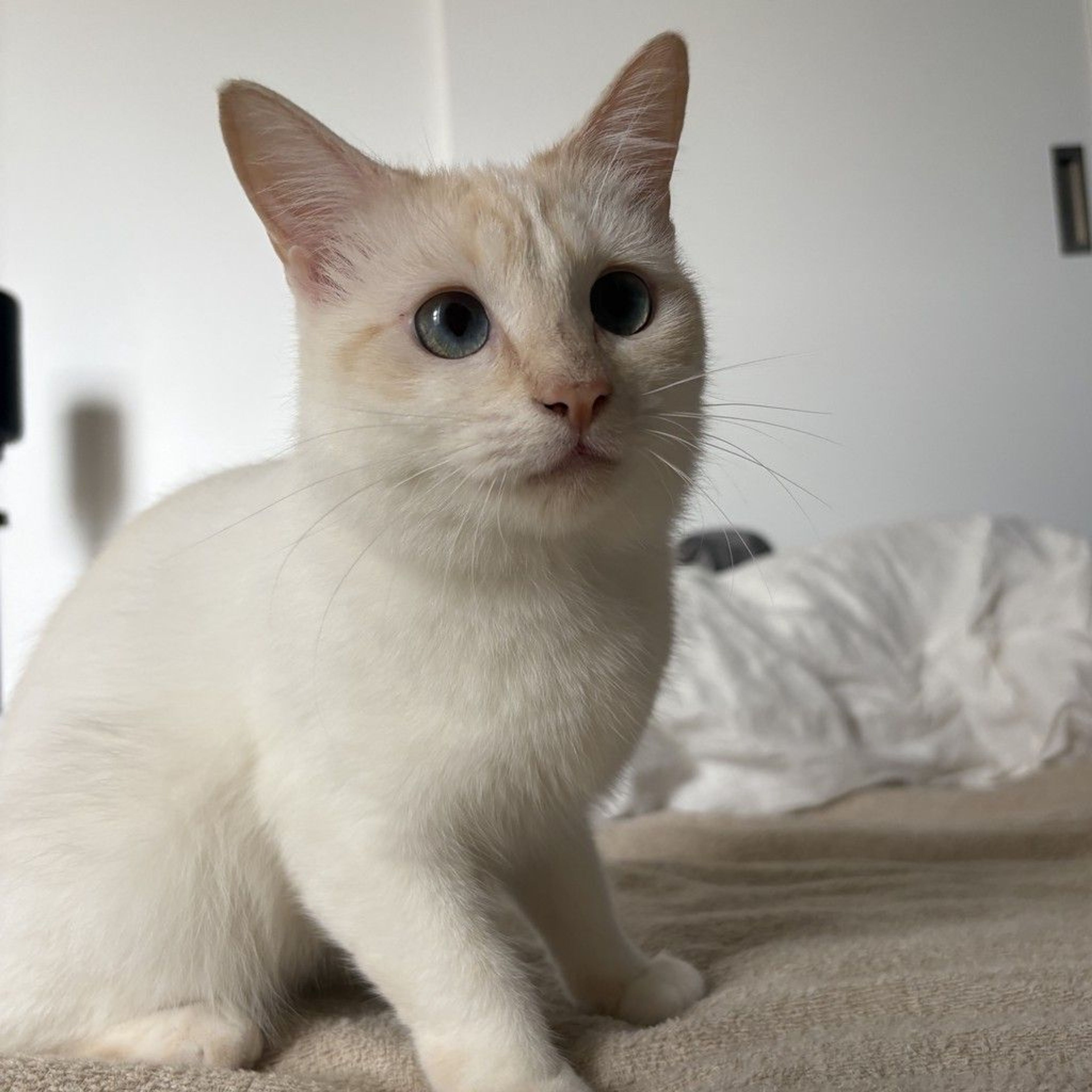 pet-image-5