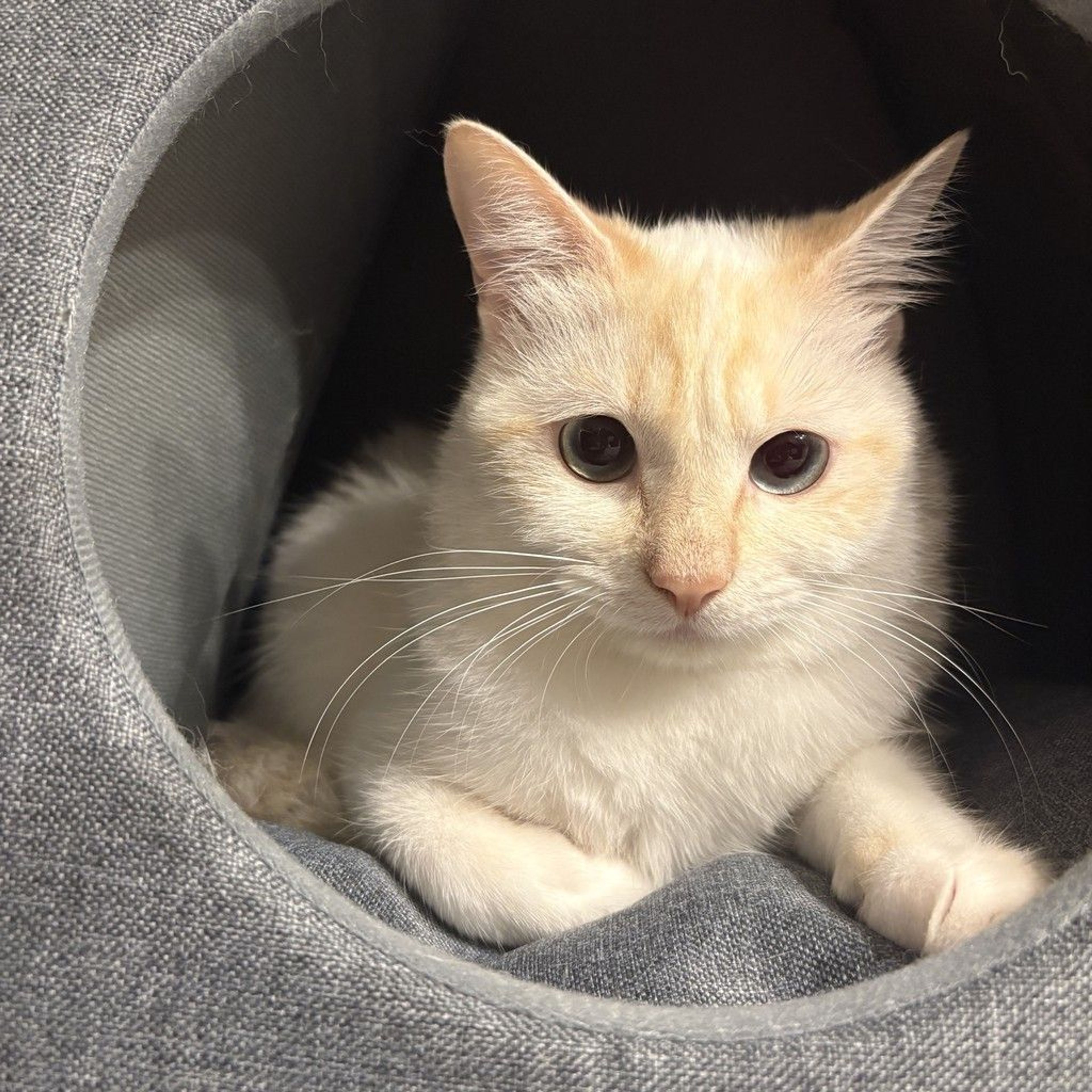 pet-image-6