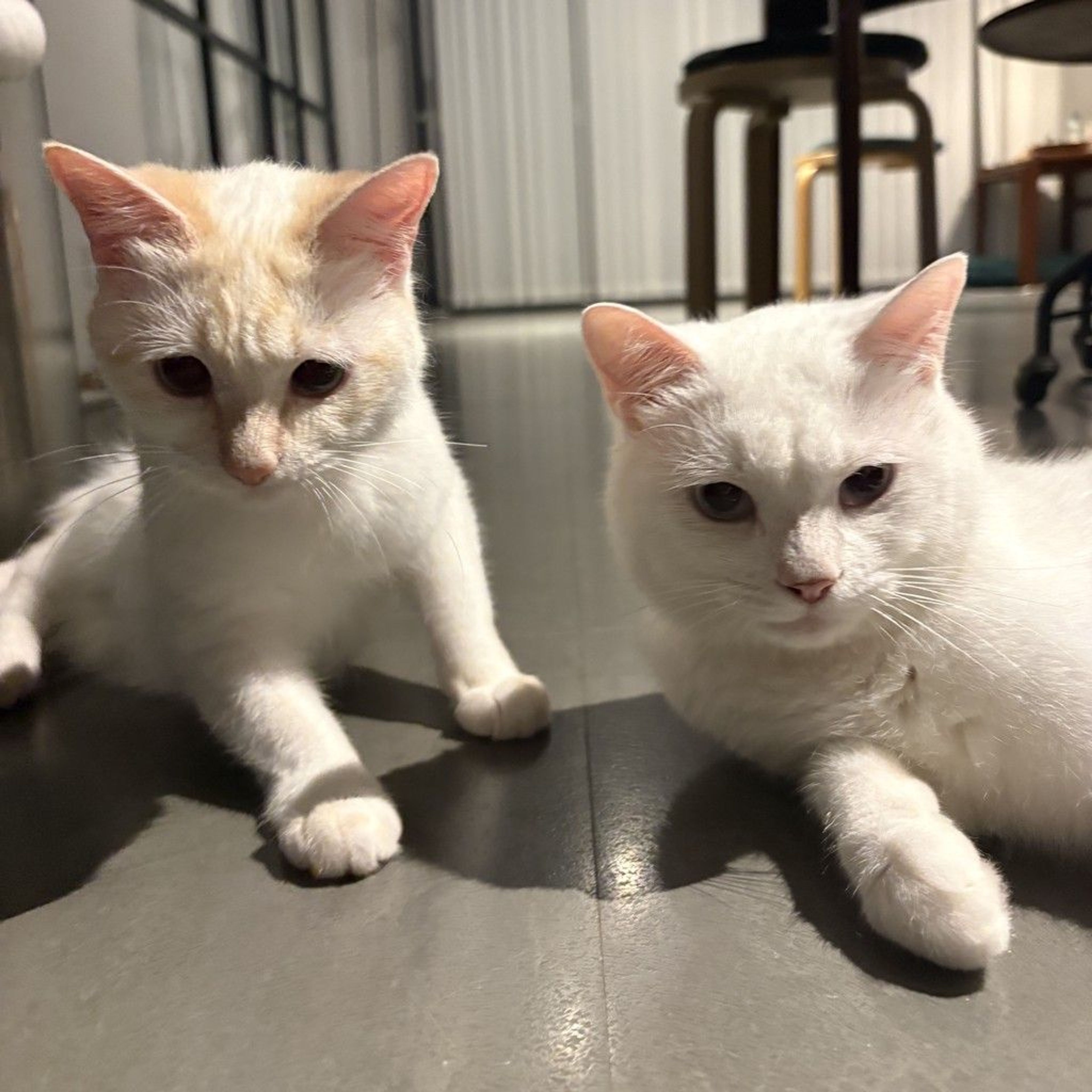 pet-image-7