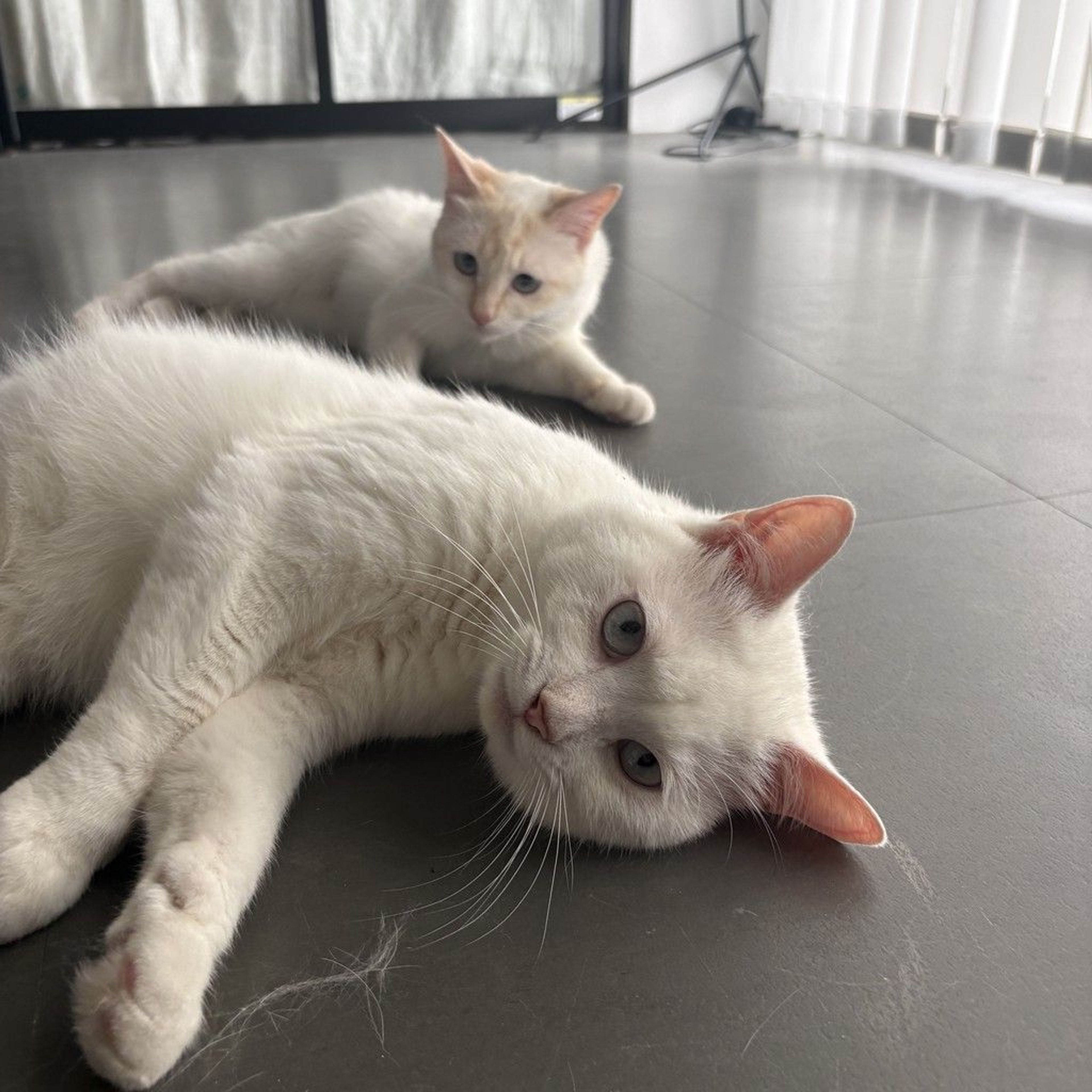 pet-image-8