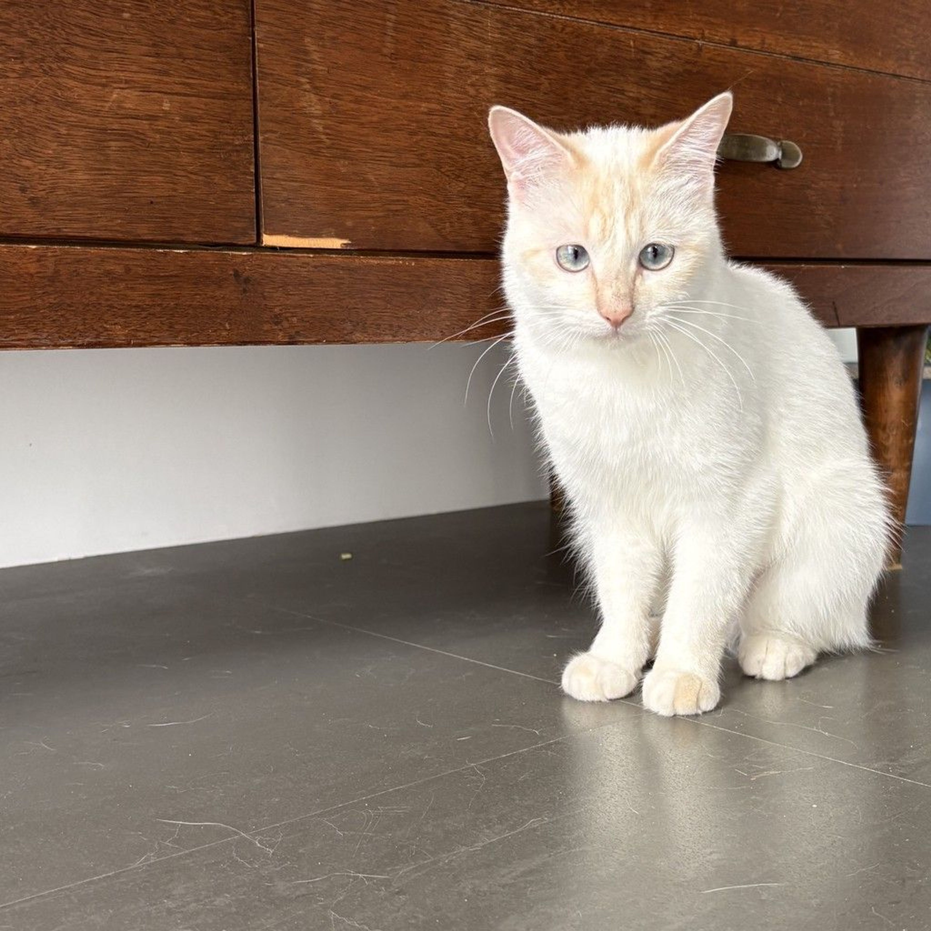 pet-image-9