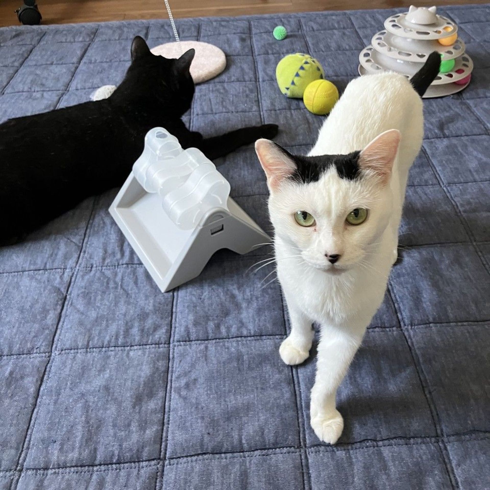 雑種（ミックス猫）・メスの里親募集の写真