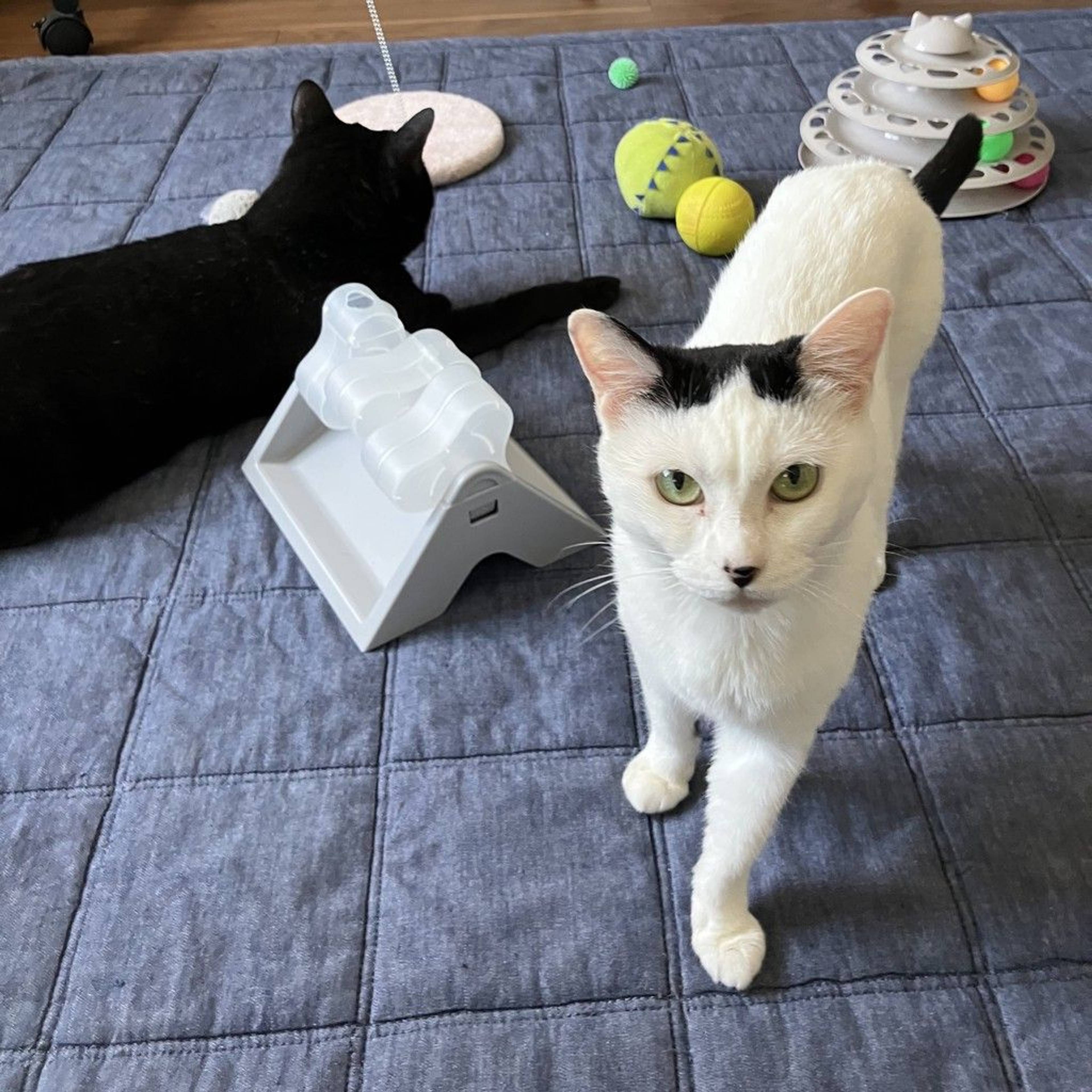 雑種（ミックス猫）・メスの里親募集の写真