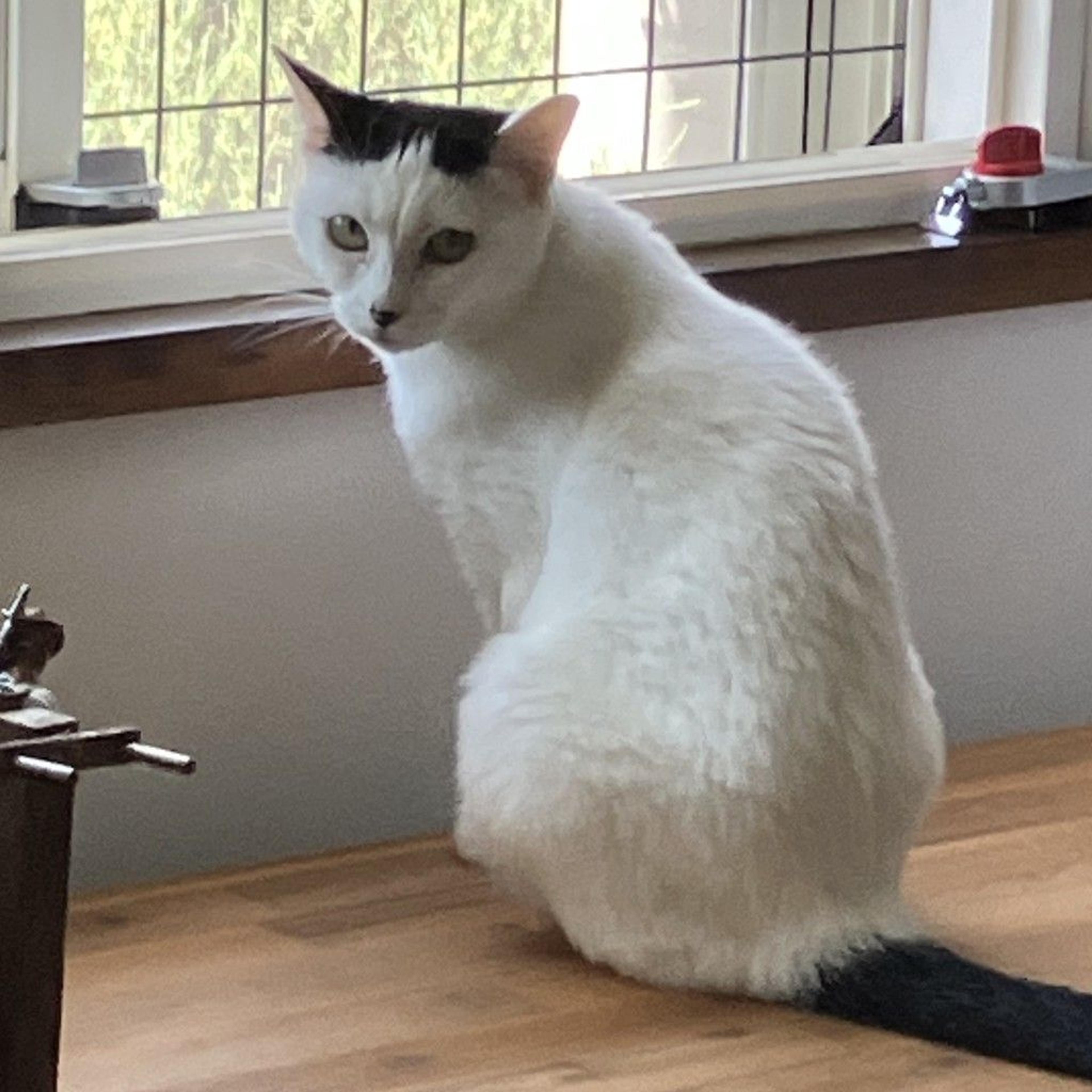pet-image-2
