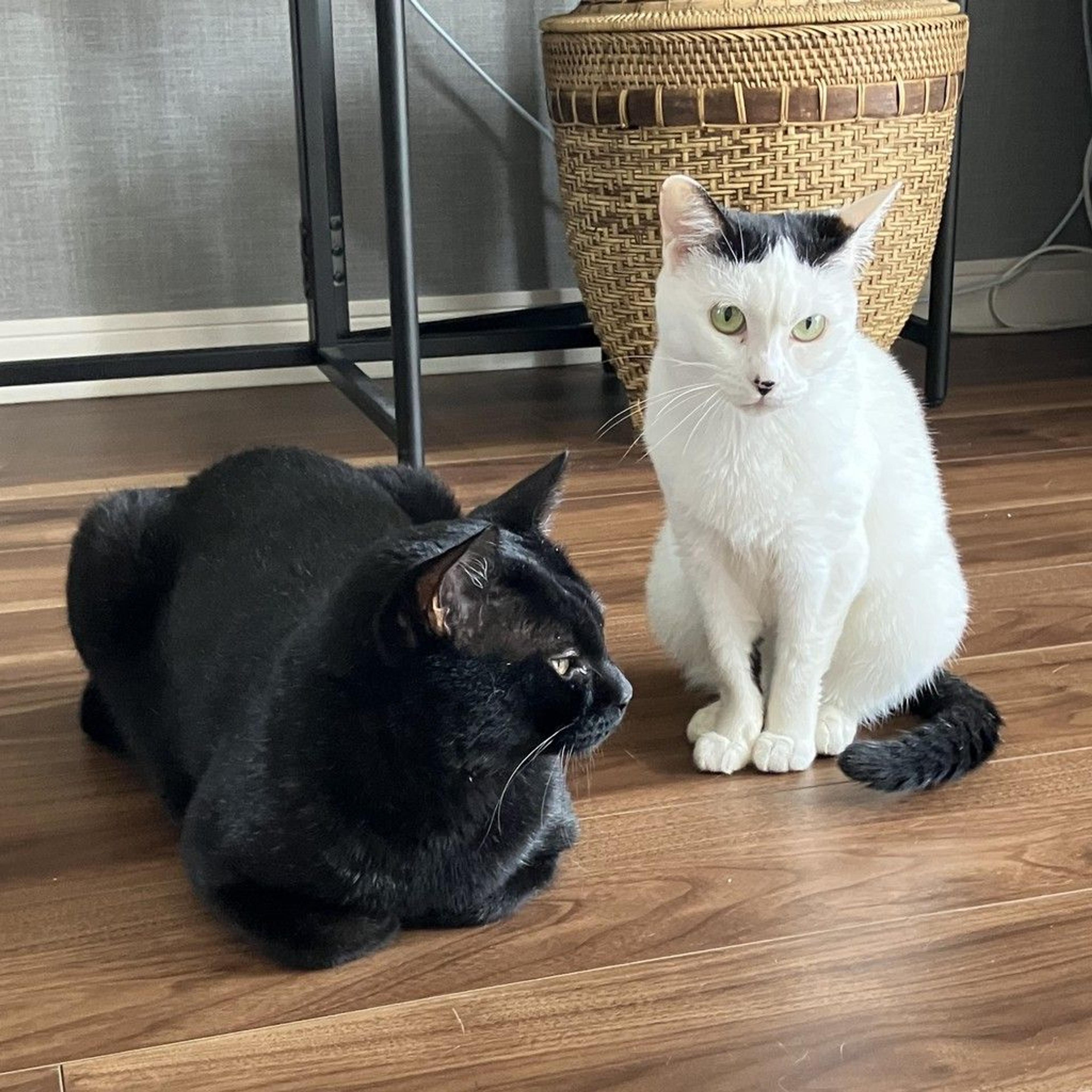 pet-image-3