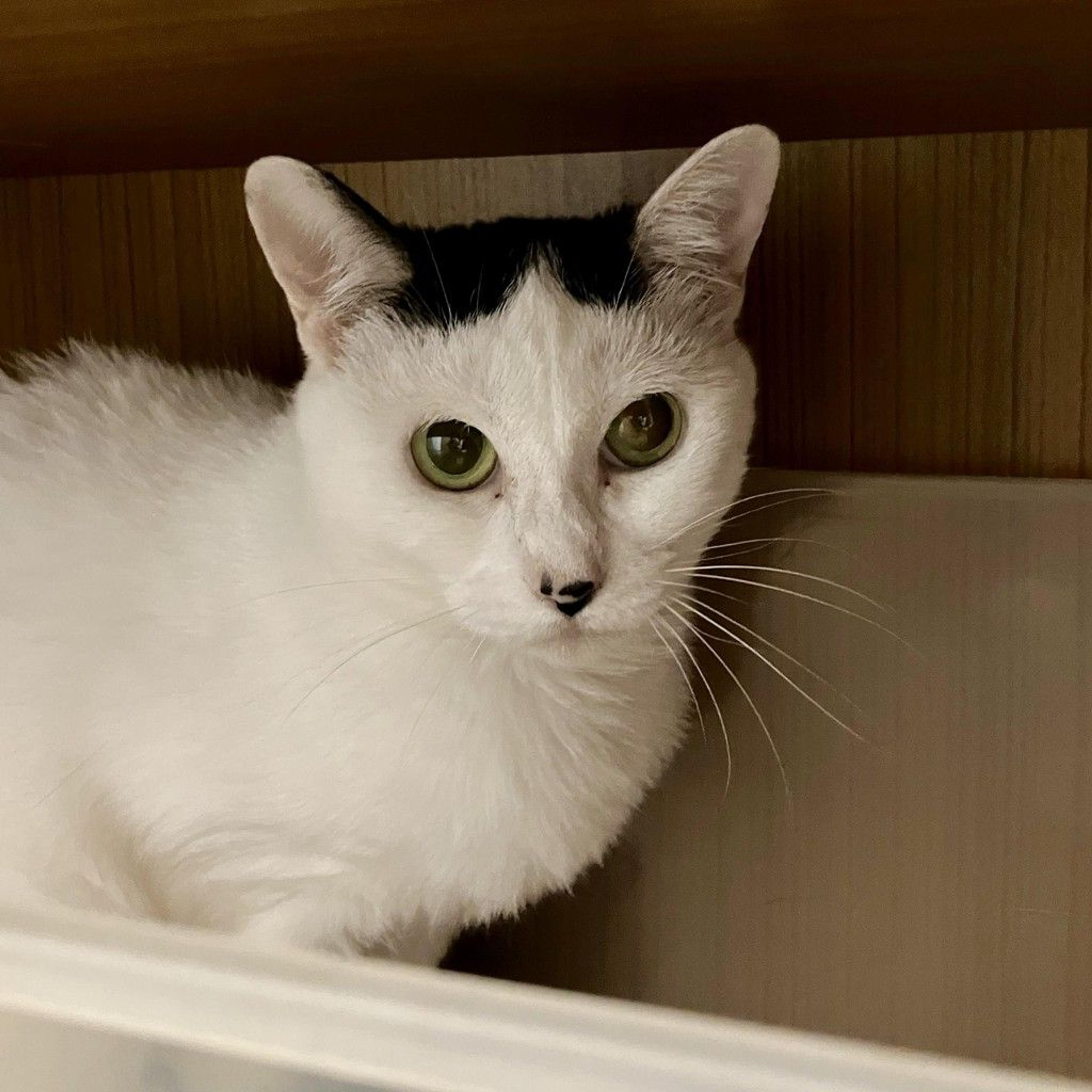 pet-image-4
