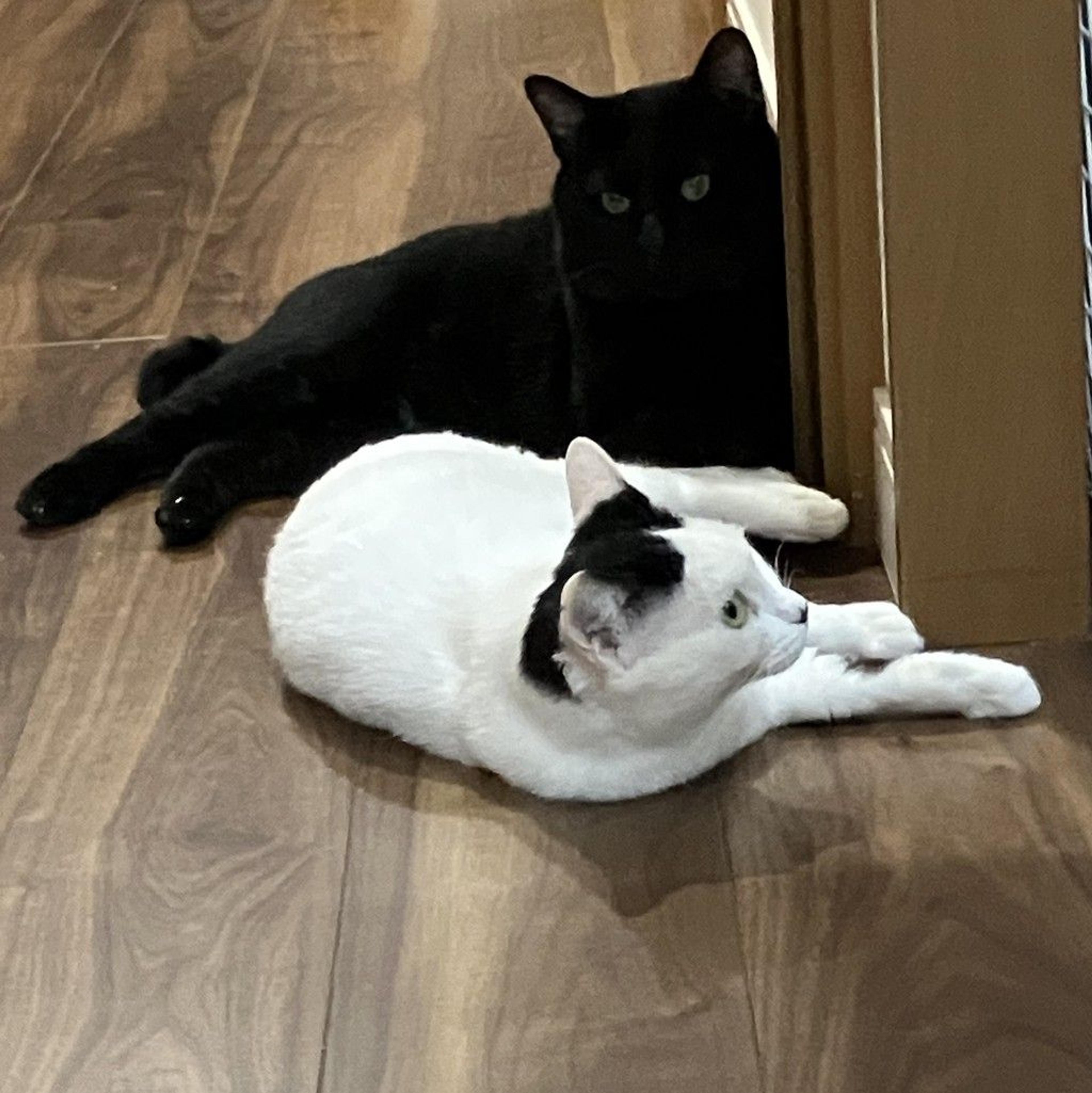 pet-image-5